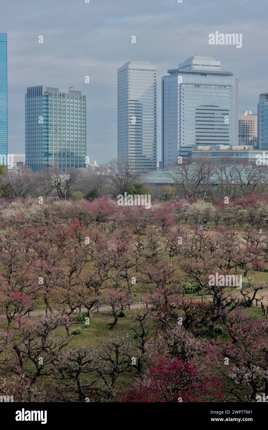 Plum Grove del castello di Osaka in fiore, Osaka, Giappone Foto Stock