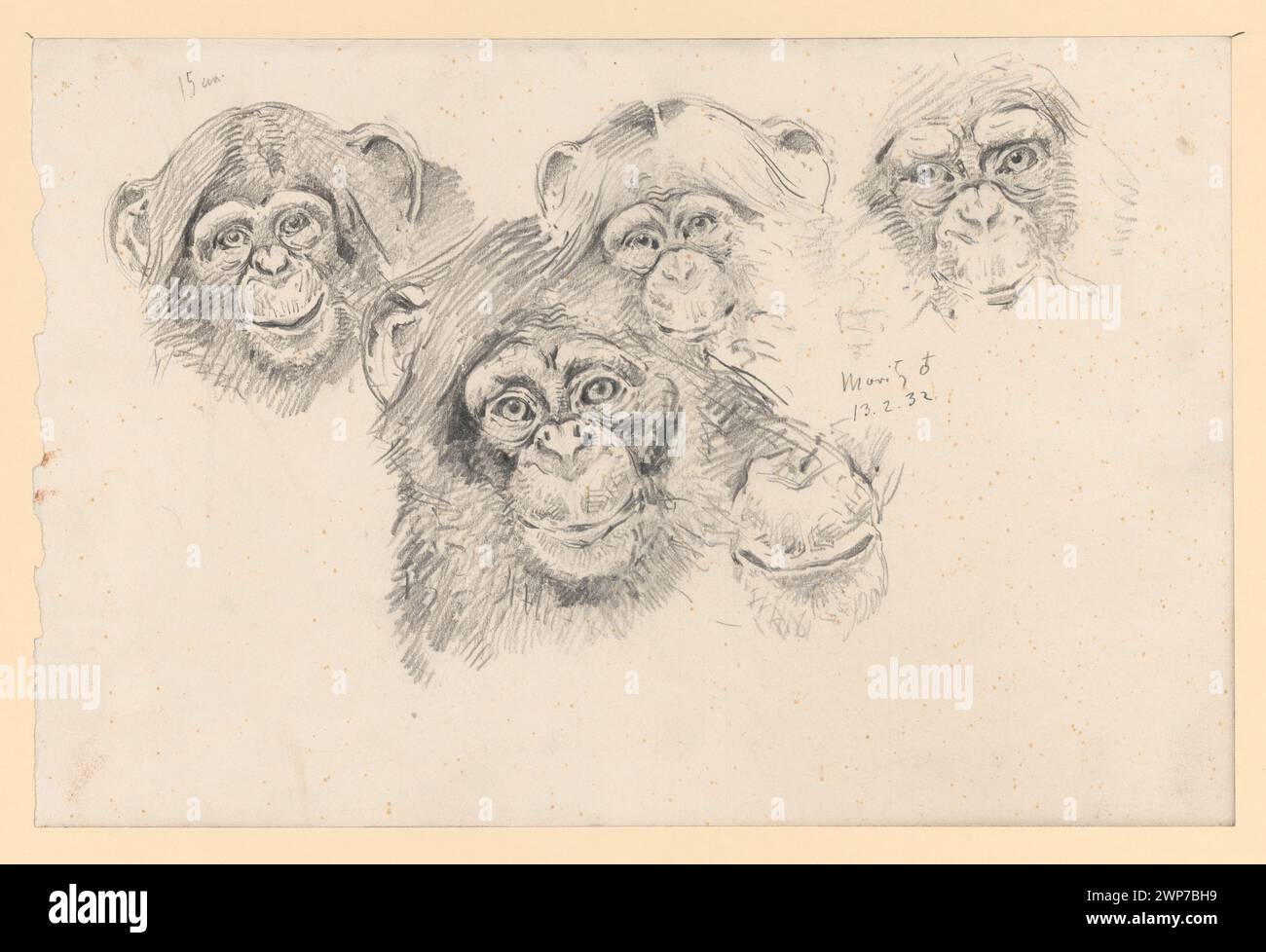 1932 disegni tedeschi di Hans Dressler raffiguranti oranghi e scimmie. Parte delle collezioni di studi zoologici e animali che evidenziano anatomia e postura. Foto Stock