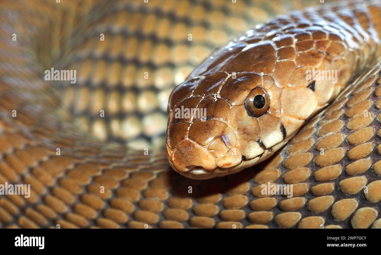 Mozambico sputando Cobra, Naja mossambica, Kasane, Chobe National, Park, Botswana, Africa Foto Stock