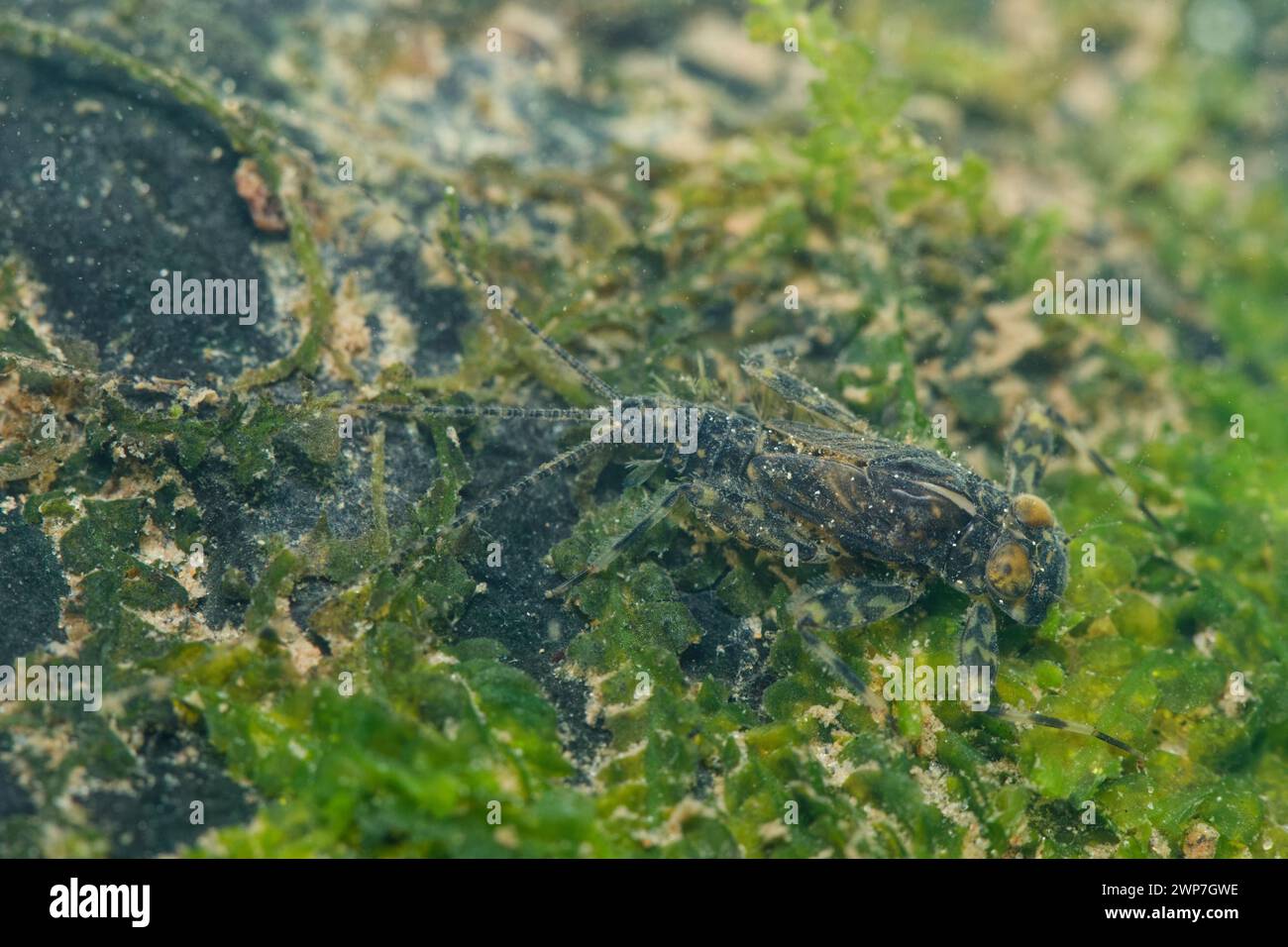 Mayfly larva a testa piatta (Heptagenia) Foto Stock