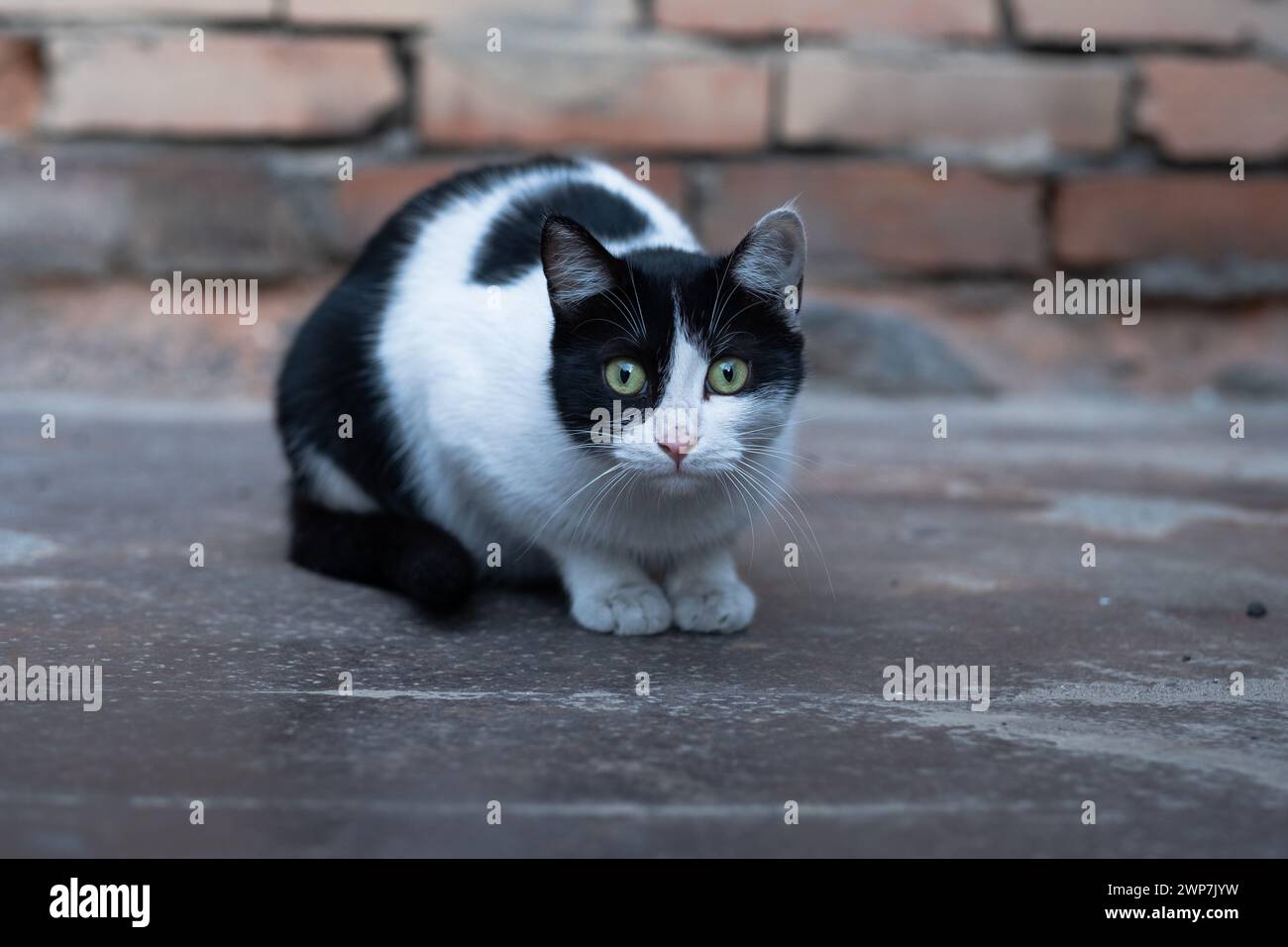 Un gatto smoking bianco e nero accovacciato su un pavimento in mattoni, i suoi occhi verdi piercing fissano con attenzione. Il contrasto del suo cappotto si fonde con l'ambiente urbano. Accovacciato Tuxedo Cat stare Foto Stock