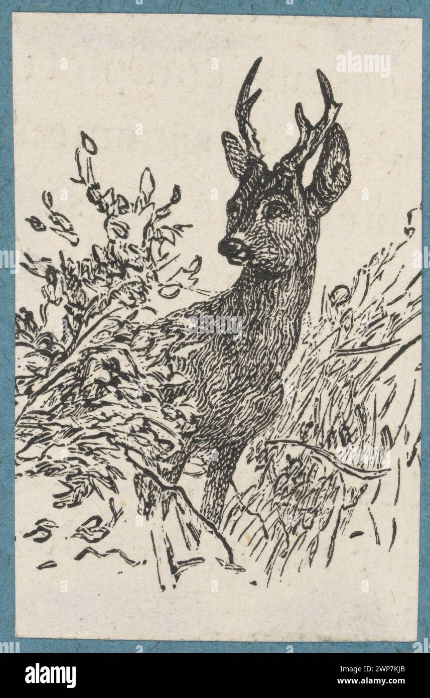 Illustrazione di uova, create tra il 1880 e il 1895, che mostra le specie ittiche e le sue caratteristiche naturali. Foto Stock