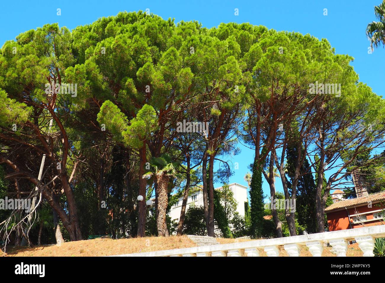 Pino d'Aleppo, o Pinus halepensis - conifere, specie del genere Pinus della famiglia Pinaceae. Parco dei pini a Herceg Novi Foto Stock