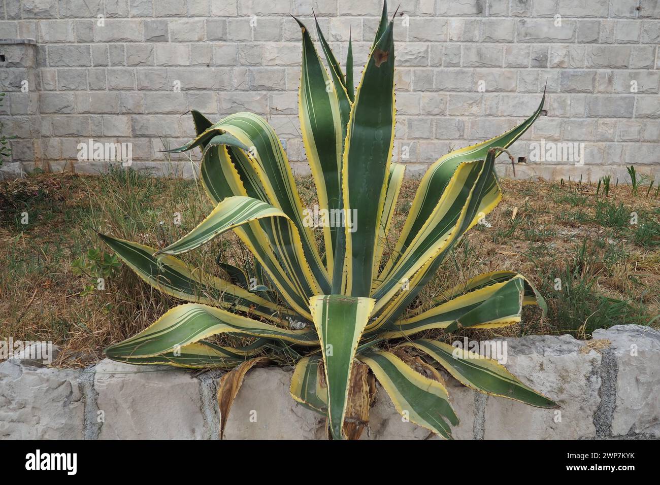 Agave è un genere di monococche nativo delle regioni calde e aride delle Americhe e dei Caraibi. Specie succulente e xerofisiche con grandi dimensioni Foto Stock