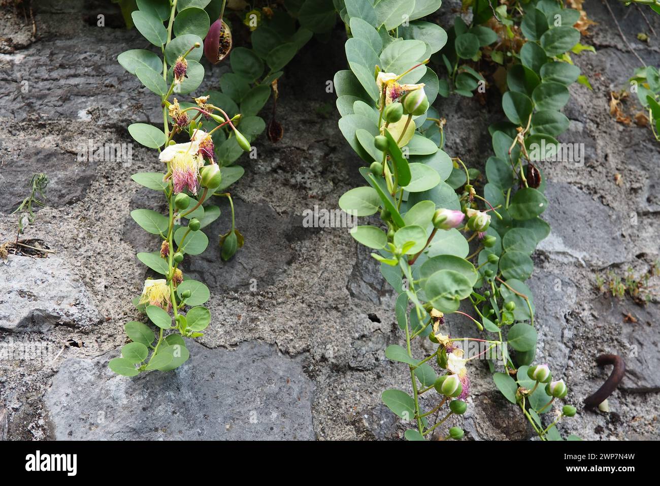 La Capparis spinosa, il cespuglio di capperi, la rosa di Flinders, è una pianta perenne che porta foglie arrotondate e carnose e grandi fiori bianchi e rossastri. Edib Foto Stock