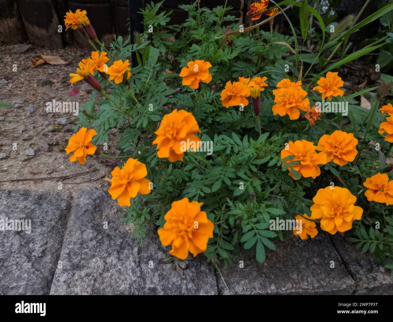 Alcuni fiori d'arancio fioriscono tra foglie verdi e mattoni davanti a un camion nero Foto Stock