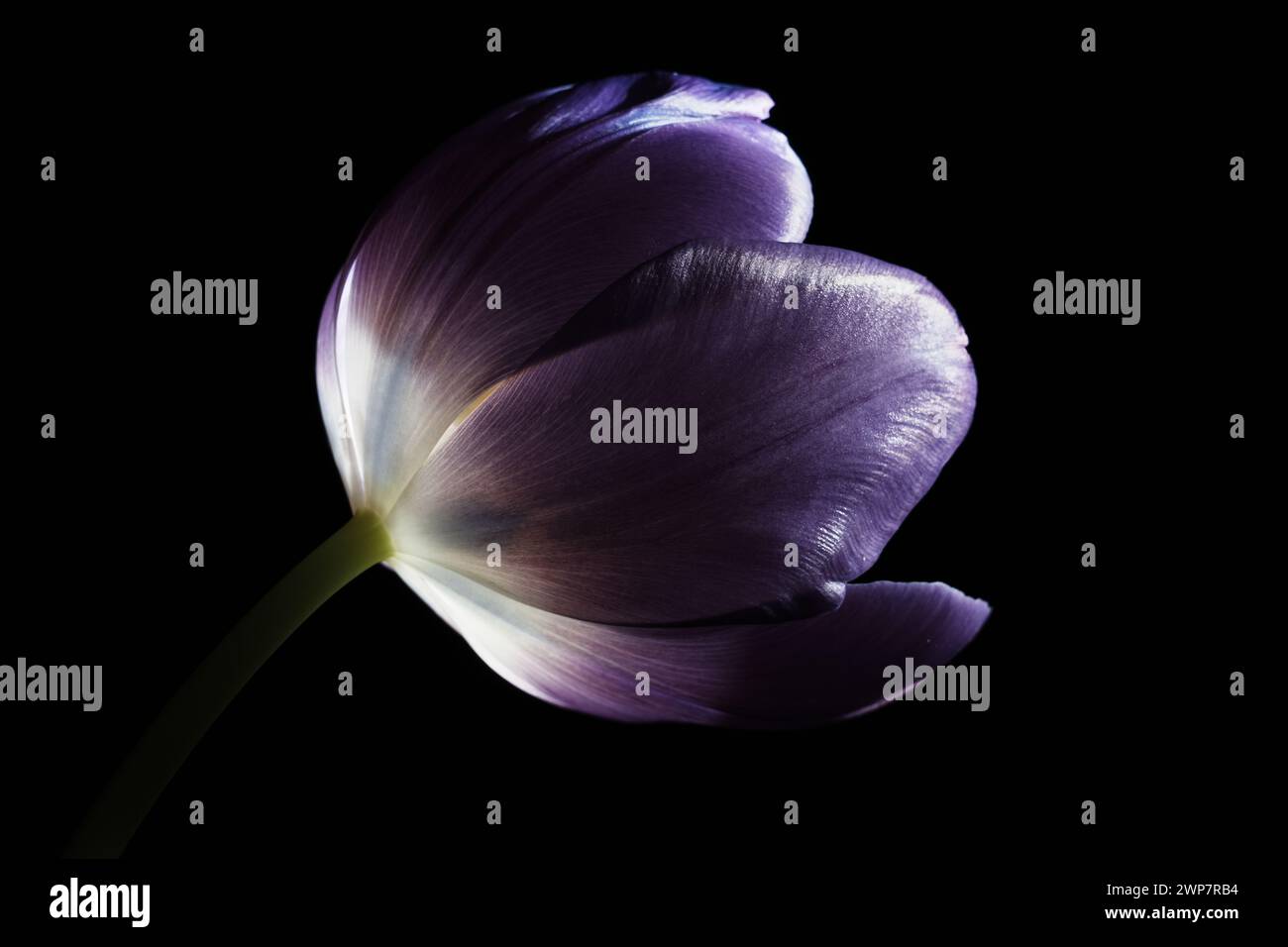 Primo piano di un fiore di tulipani viola su sfondo scuro Foto Stock