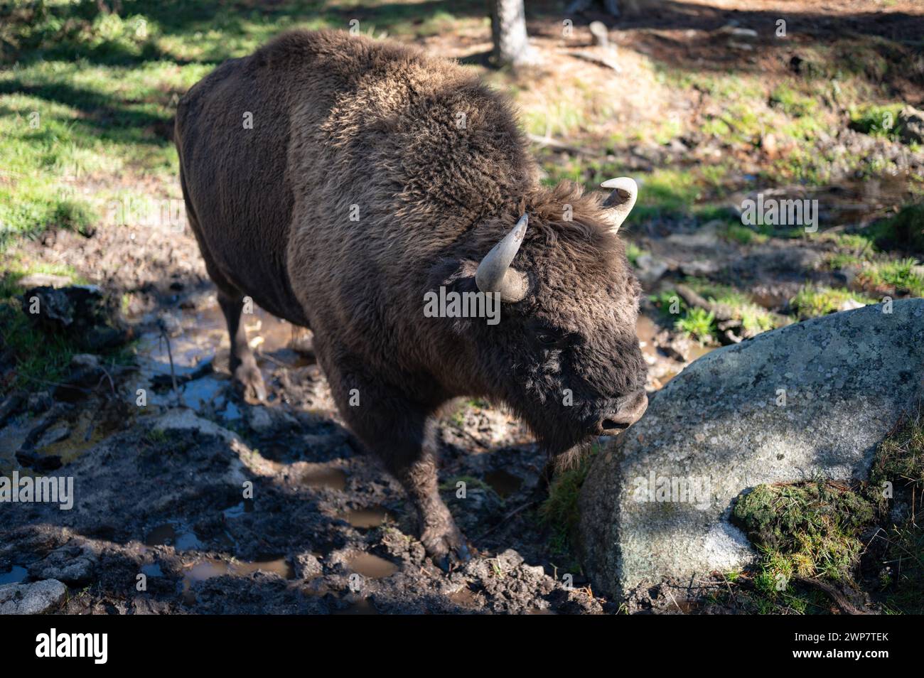 Bella foto di un bisonte nella foresta nel parc animalier des Angles a Capcir Foto Stock