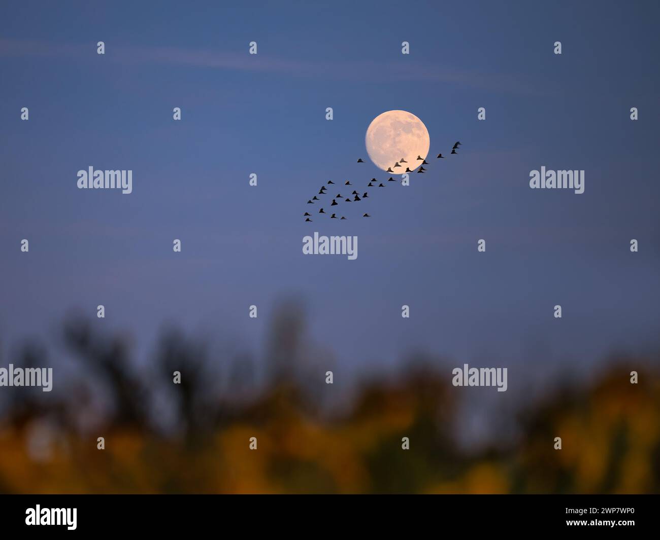 Luna piena con gli uccelli in estate, emozione estiva, notte breve, giorni lunghi, Repubblica Ceca Foto Stock