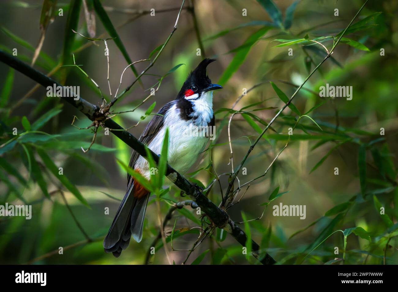 Un bulbul di whisky rosso su un ramo di albero a Thattekad, Kerala, India Foto Stock