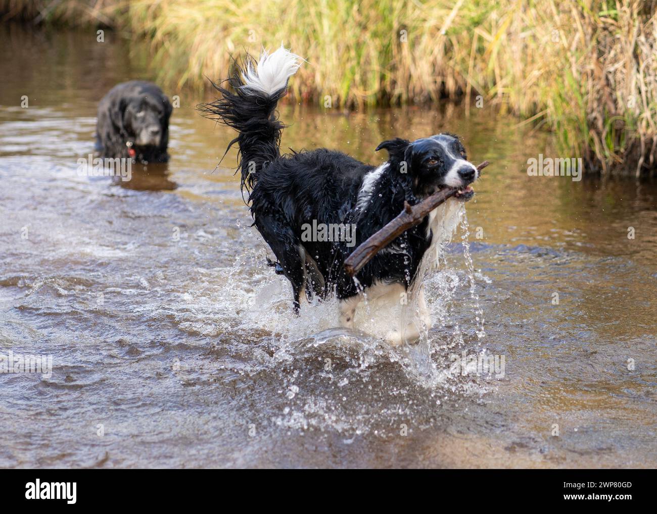 Un cane che gioca felicemente in acqua con un bastone Foto Stock