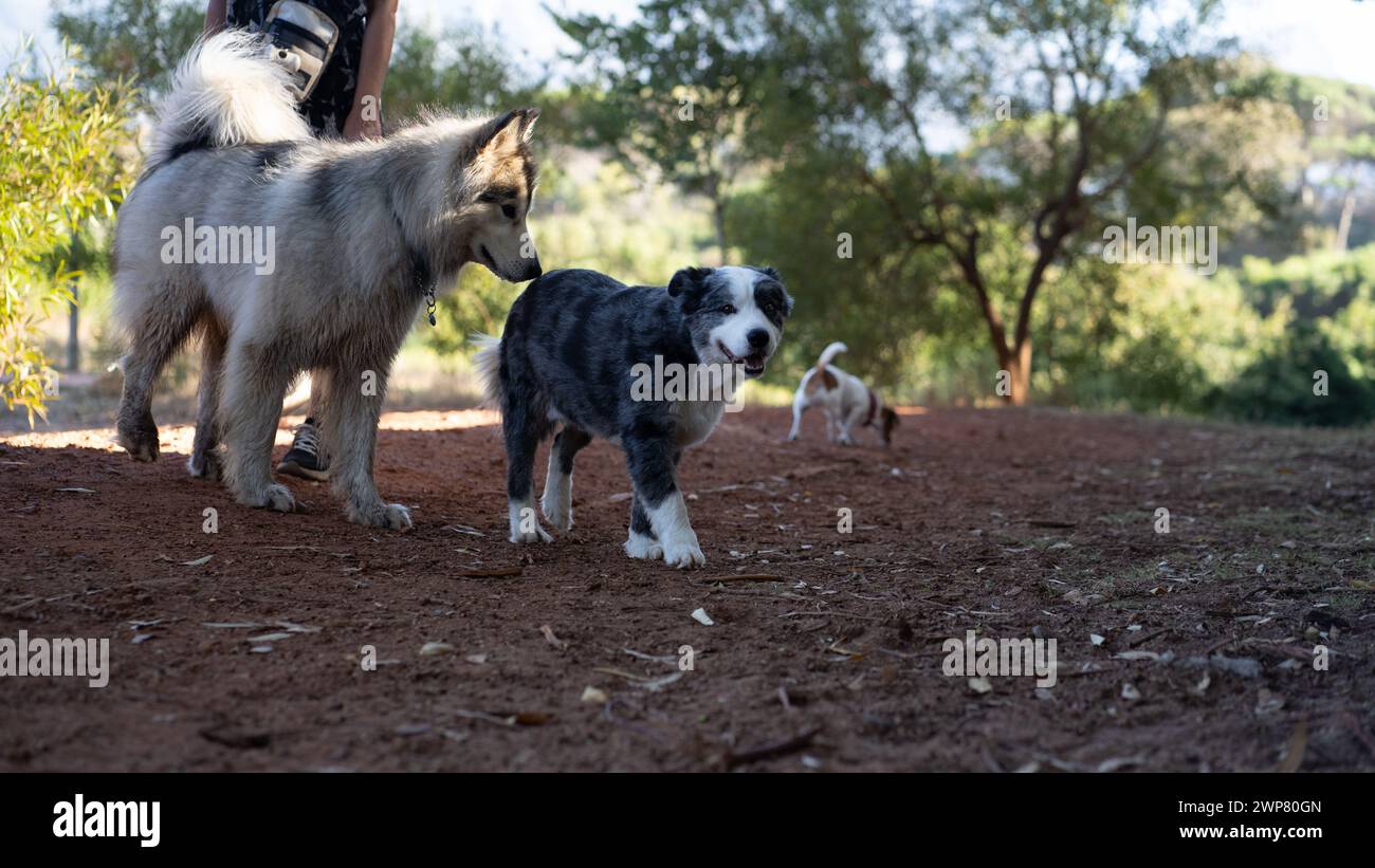 I cani che giocano in un parco Foto Stock