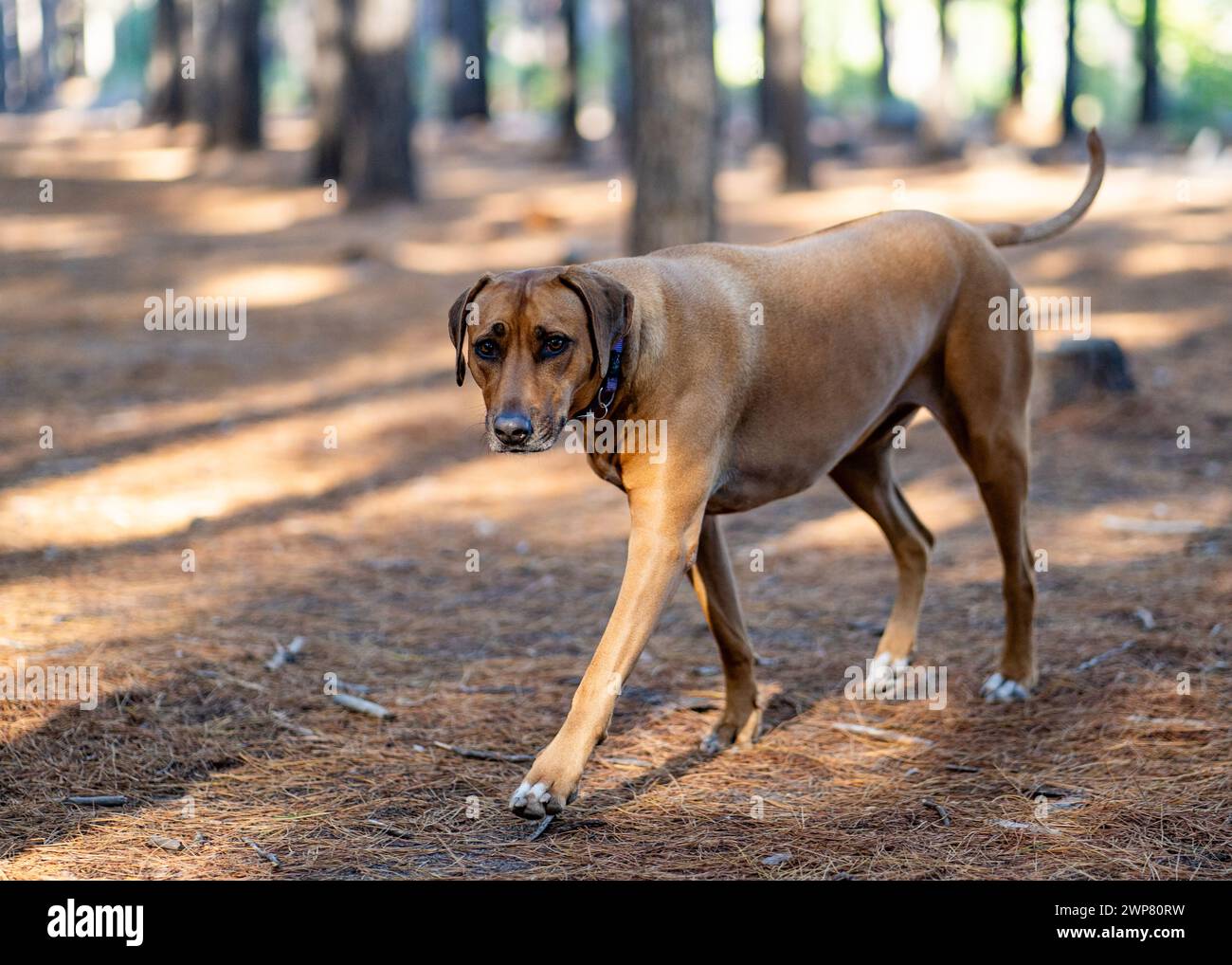 Un cane che passeggia nei boschi assolati in una bella giornata Foto Stock