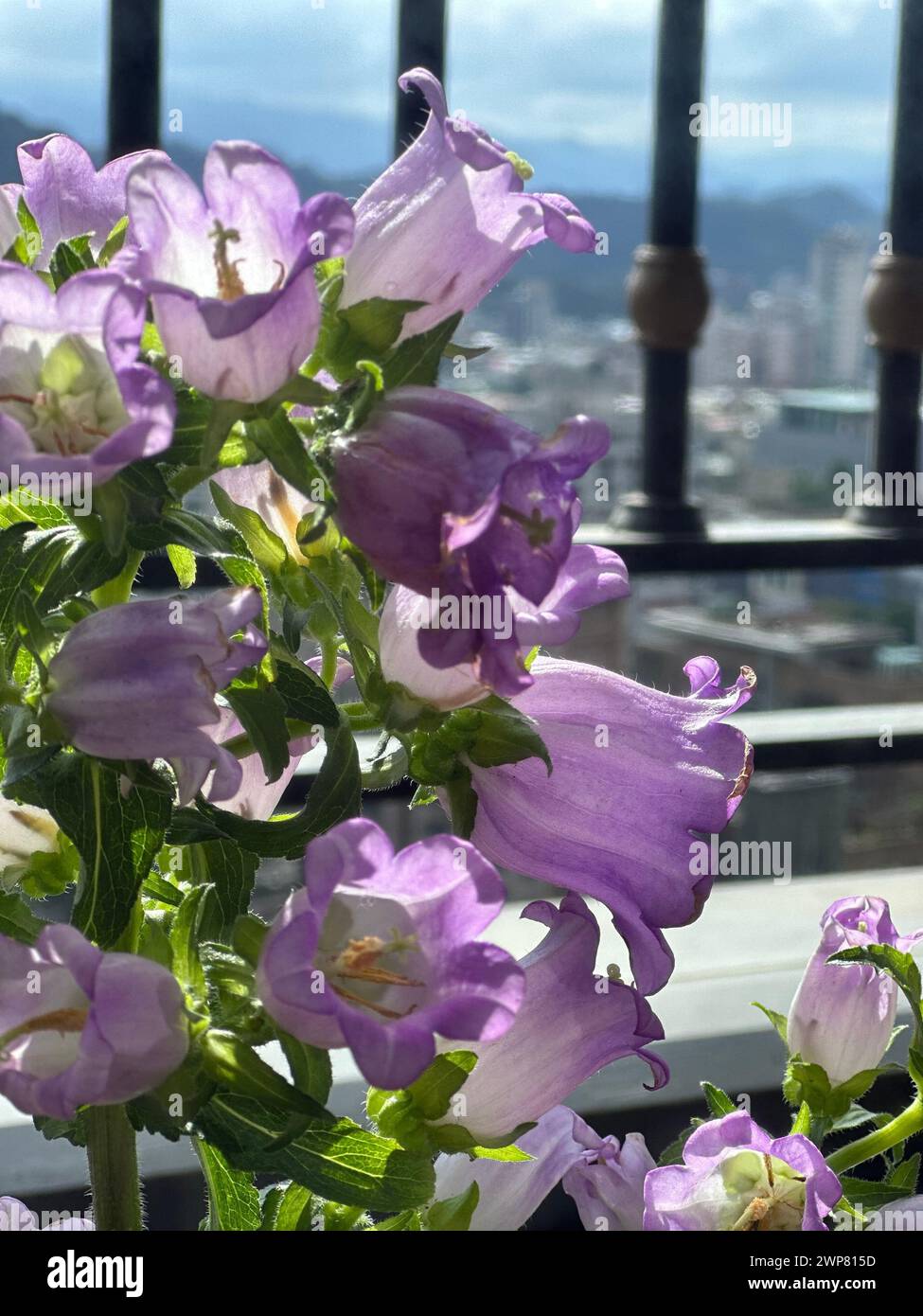 Fiori viola su davanzale Foto Stock
