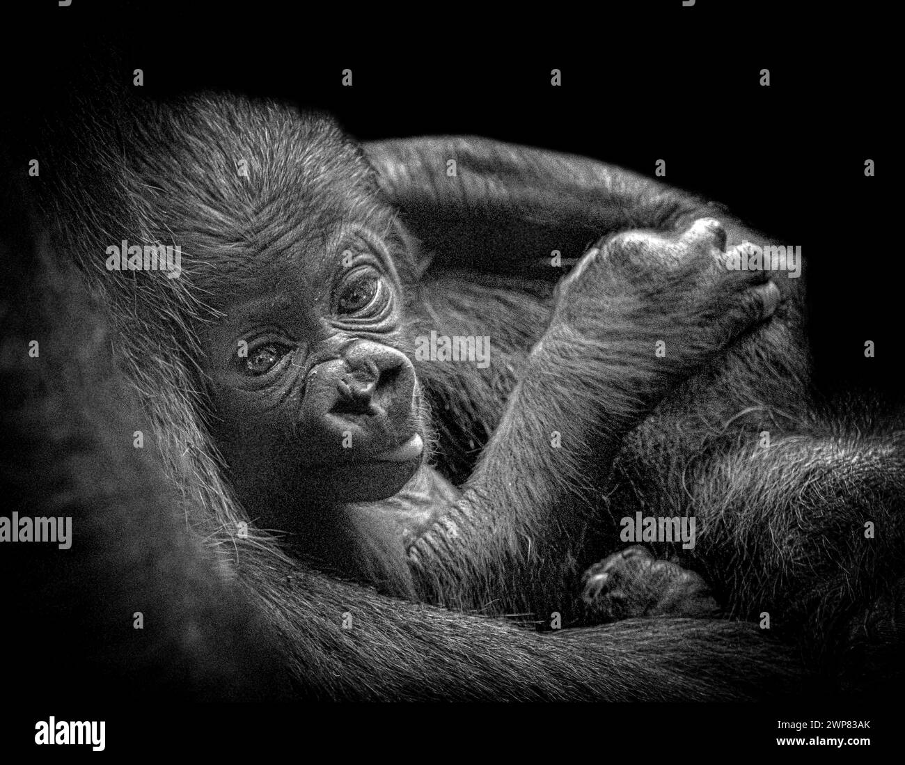Il bizzarro bambino gorilla si infila la lingua al fotografi LONDON ZOO, IN INGHILTERRA immagini INCREDIBILMENTE rare e intime mostrano sei settimane di età e tre W. Foto Stock