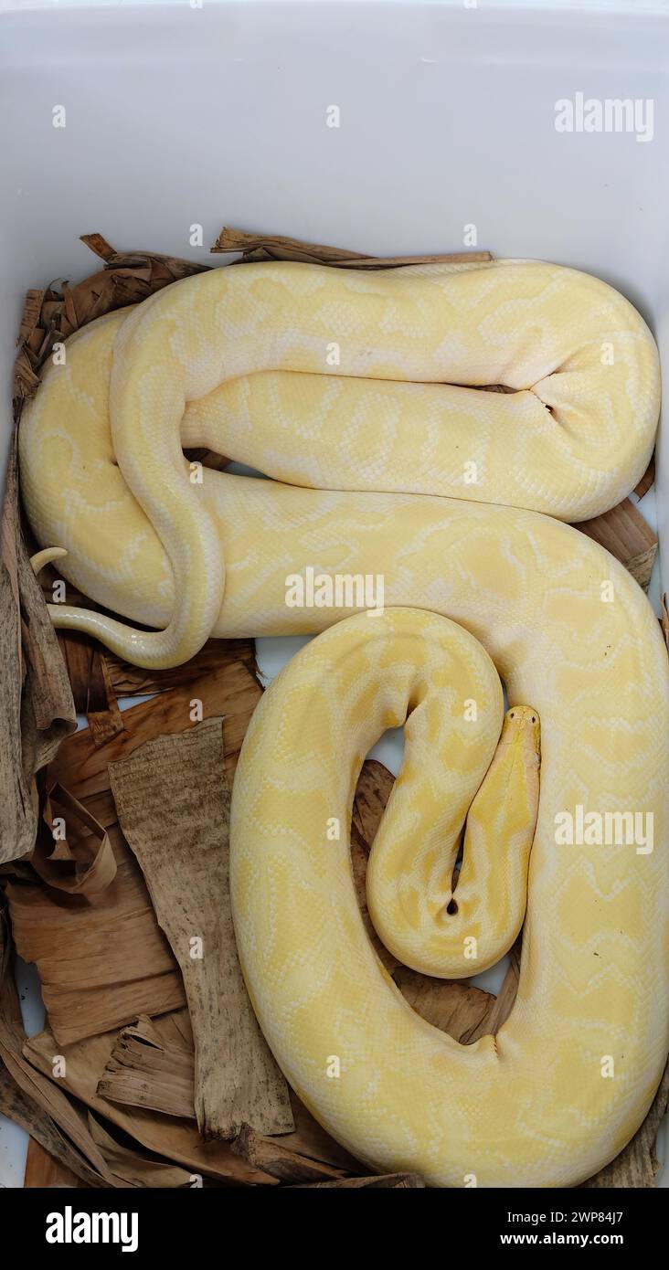 Un serpente giallo pallido, avvolto in un contenitore bianco. Foto Stock