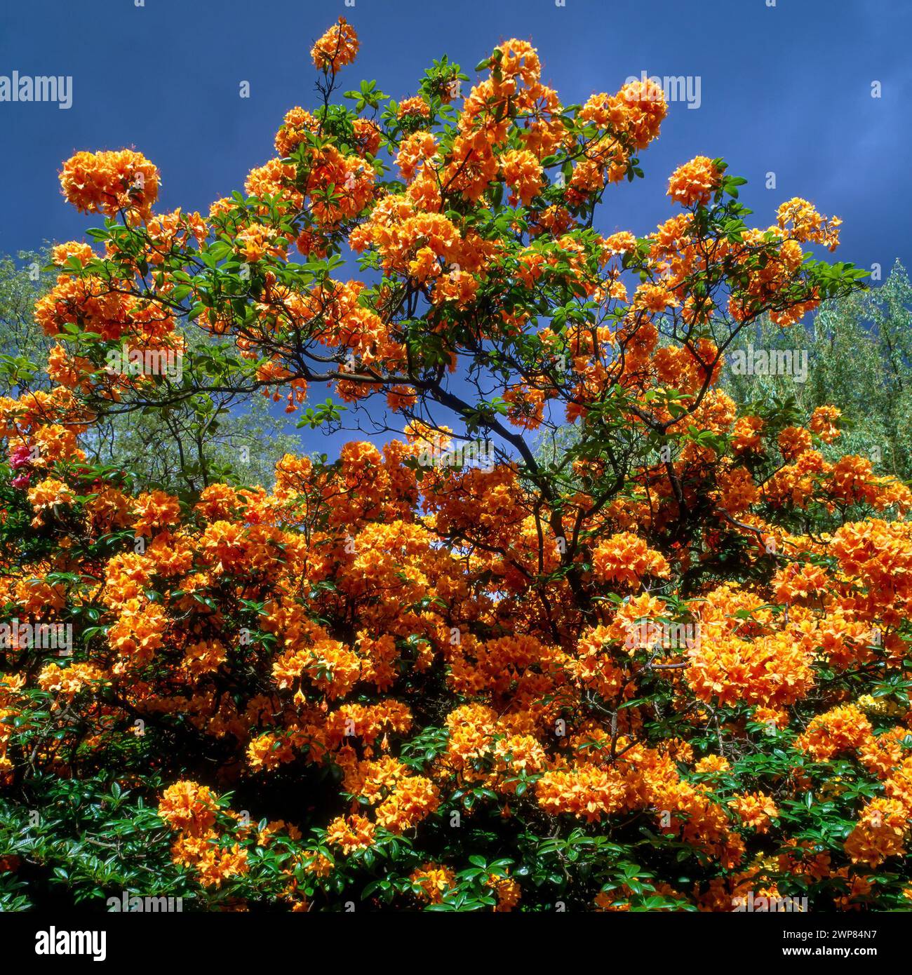 La splendida Azalea arancione illuminata dal sole cresce nei giardini universitari di Nottingham contro il cielo blu nel 1990 giugno, Inghilterra, Regno Unito Foto Stock