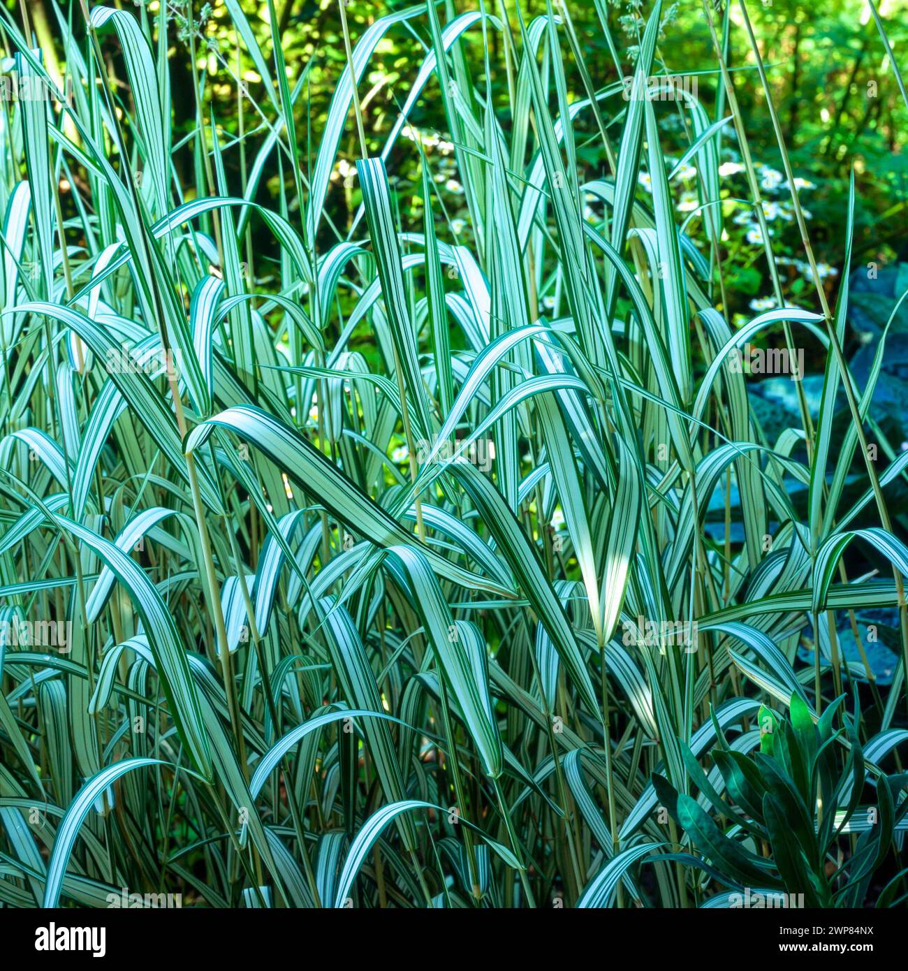 Foglie verdi variegate e a strisce di Phalaris arundinacea "Feesey", fiocco / erba canarina di canna che cresce nel giardino inglese, Inghilterra, Regno Unito Foto Stock