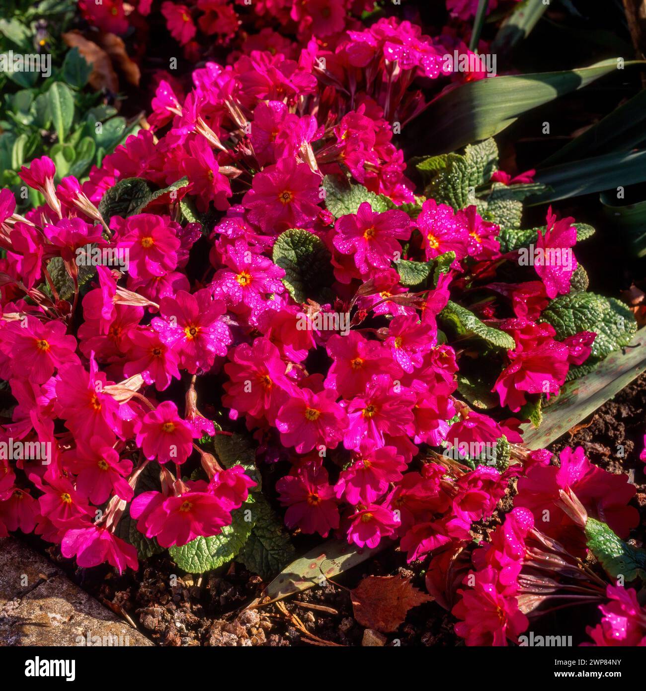 Viola Primula Wanda Hybrid Primrose fiori che crescono nel giardino inglese, Inghilterra, Regno Unito Foto Stock