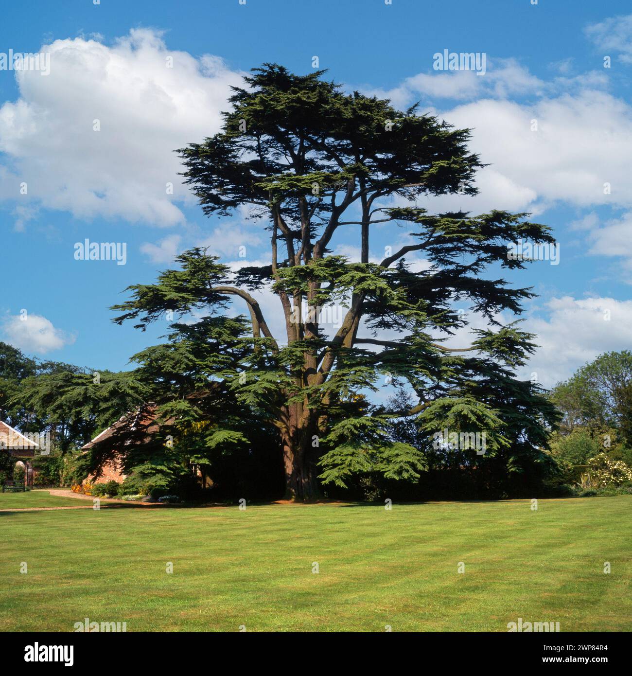 Grande cedro maturo del Libano / cedro libanese (Cedrus libani) che cresce in giardino prato negli anni '1990 a Gunby Hall, Lincolnshire, giugno Foto Stock