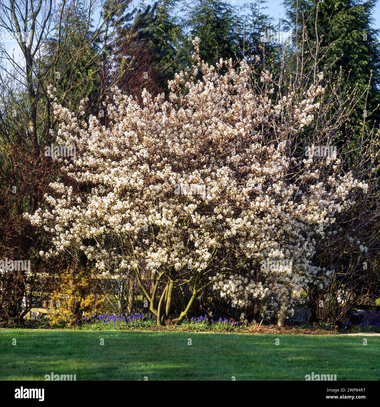 Arbusto di Amelanchier canadensis (frutti di bosco / pere d'uva / bacca di uva ) in piena fioritura in primavera nel giardino inglese, Inghilterra, Regno Unito Foto Stock