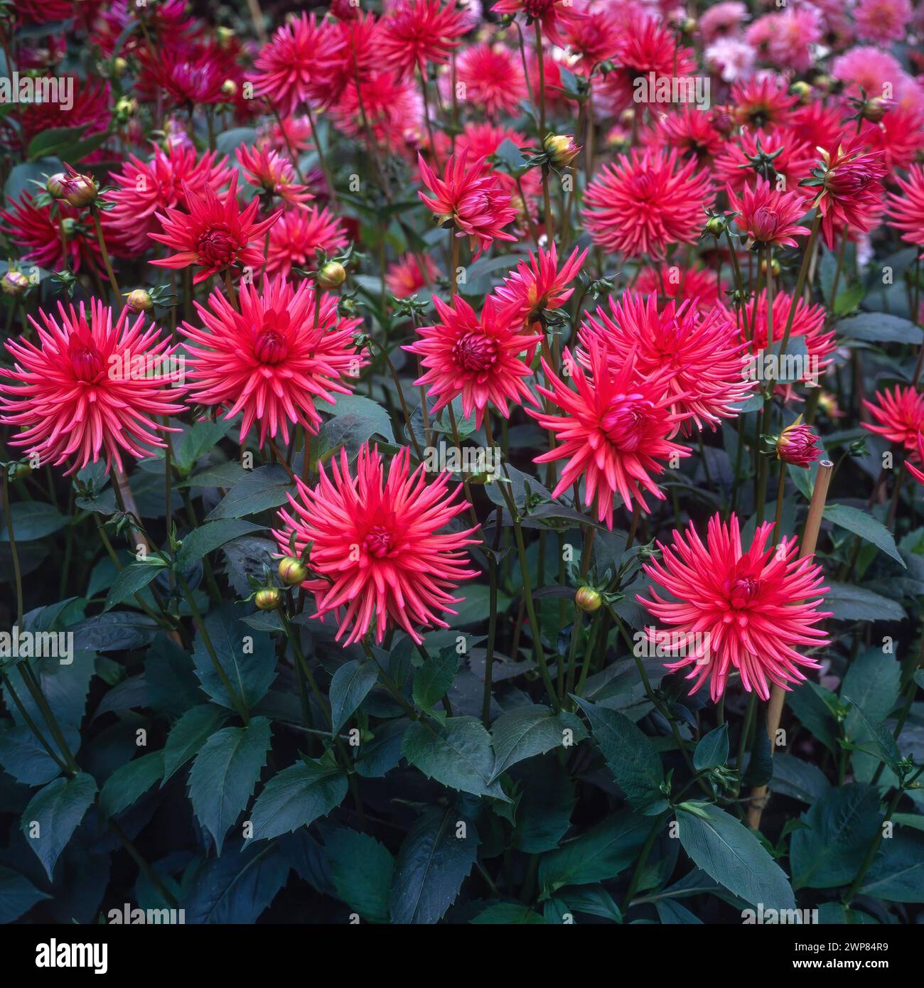 I cactus rosa intenso/viola formano i fiori Dahlia "Pontiac" che crescono nel giardino inglese, Inghilterra, Regno Unito Foto Stock