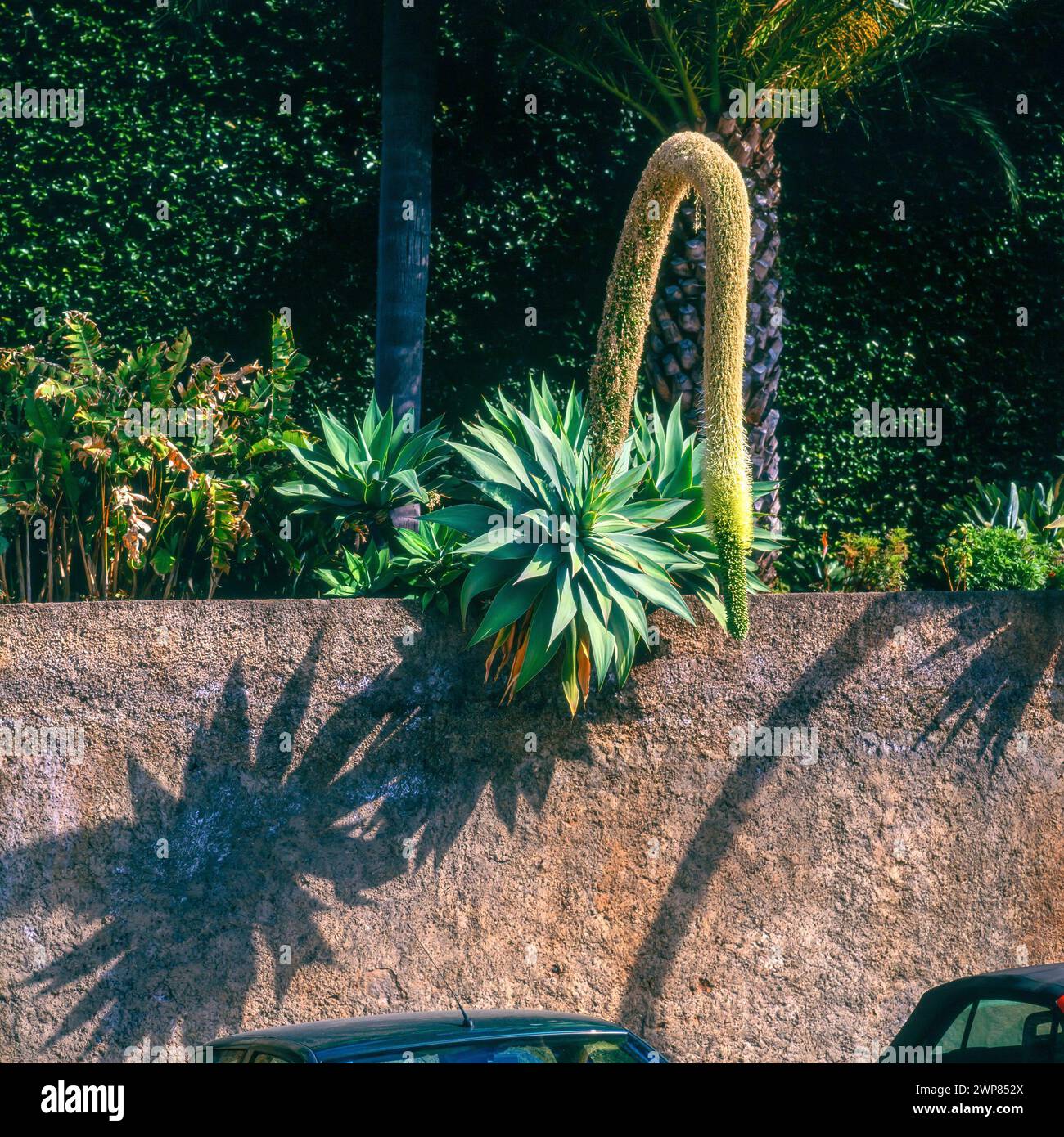 Grande pianta in fiore di Agave con collo di cigno attenuata "Maguey" (collo di cigno / coda di Foxtail / coda di leone), febbraio, Madiera, Portogallo Foto Stock