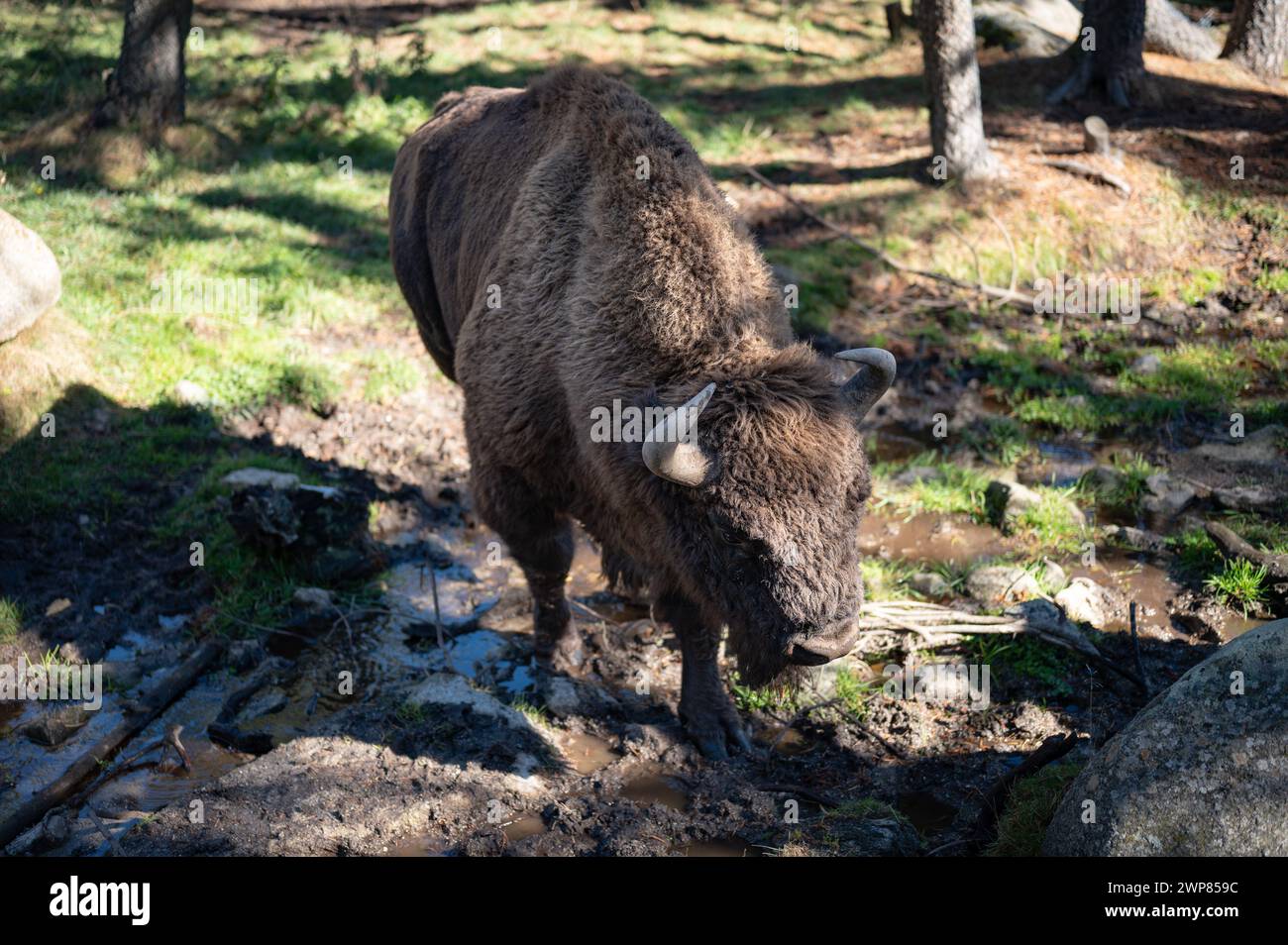 Bella foto di un bisonte nella foresta nel parc animalier des Angles a Capcir Foto Stock