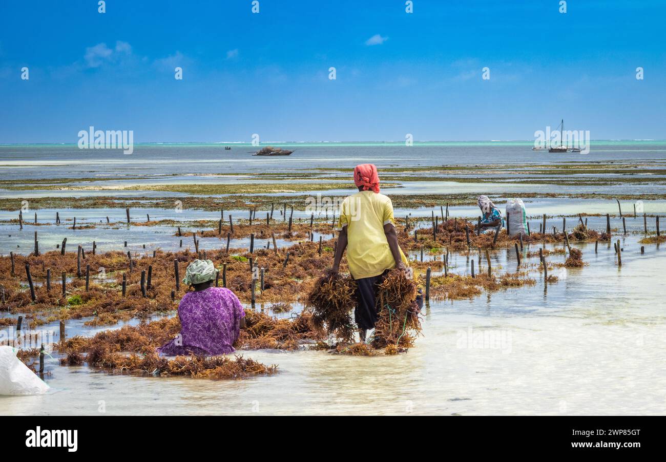 Le donne raccolgono il loro raccolto di alghe (Eucheuma denticulatum), Jambiani, Zanzibar, Tanzania. Foto Stock
