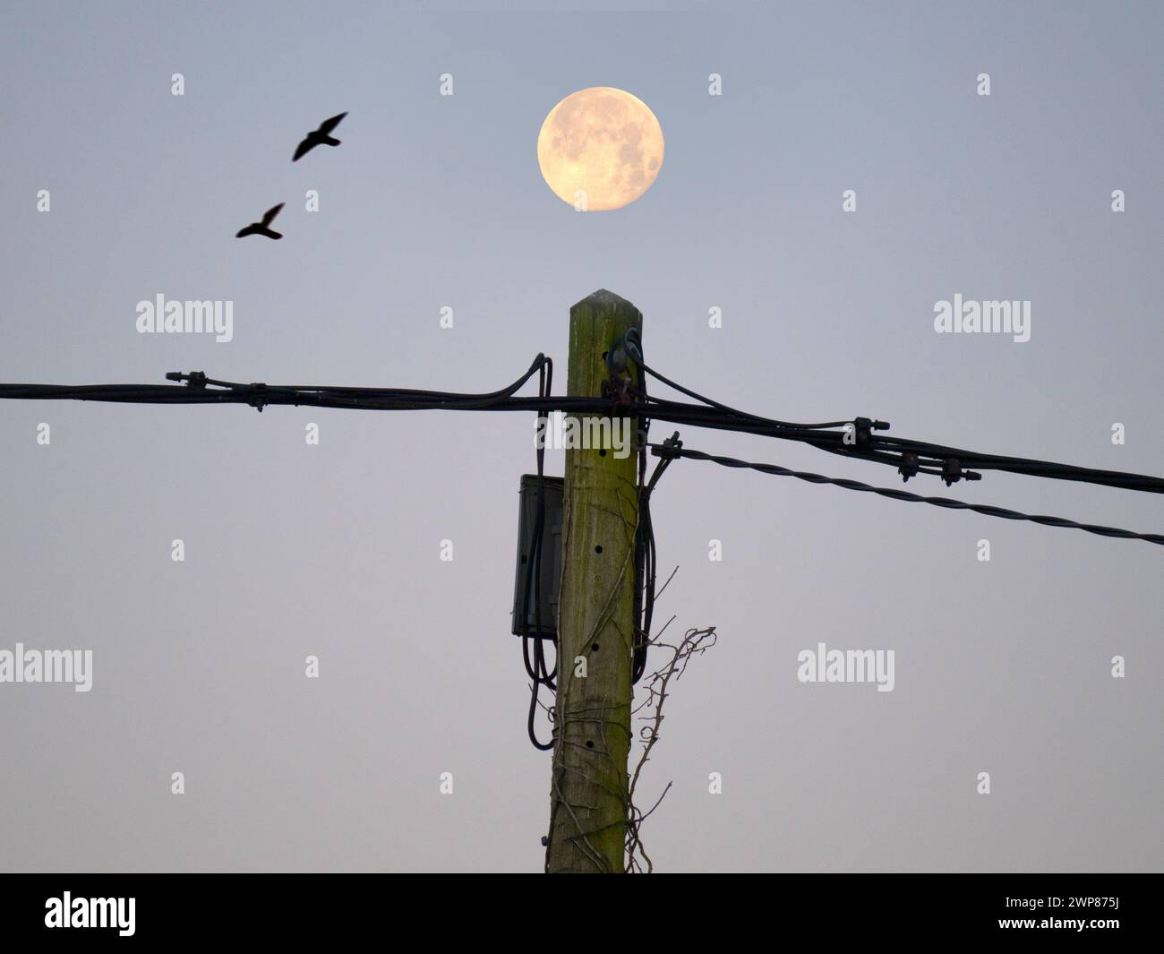 Una luna piena di Beaver si trova su un palo telefonico troppo grande nella mia casa a Radley Village. Beaver Moon è il nome convenzionale per The November ful Foto Stock