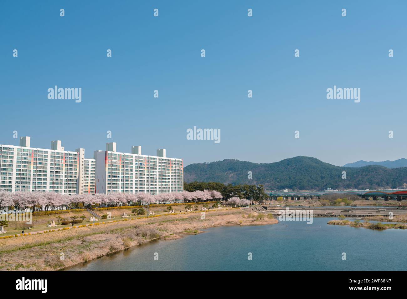 Parco sul fiume Miryang e edificio di appartamenti con fiori di ciliegio a Miryang, Corea Foto Stock