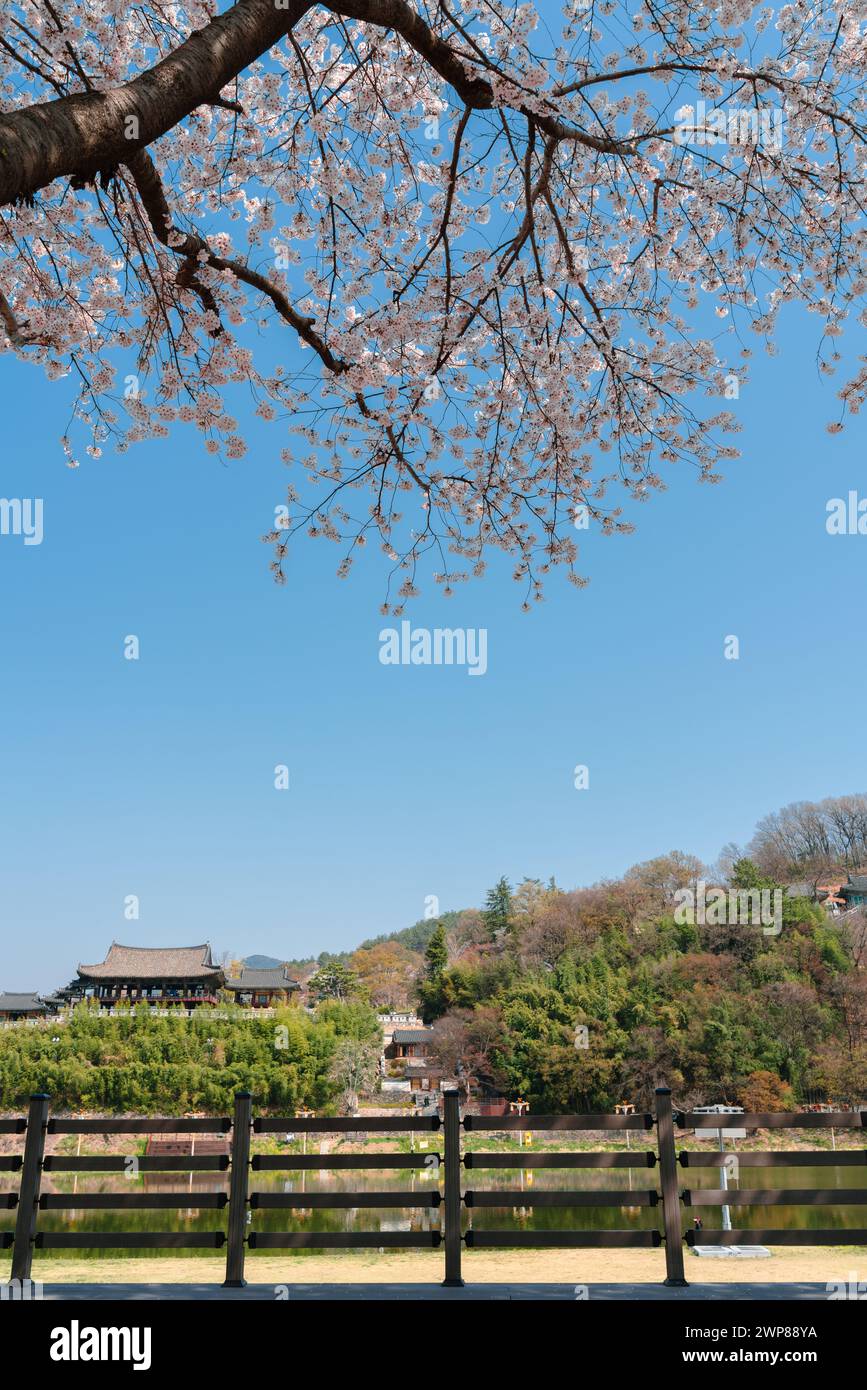 Padiglione tradizionale Yeongnamnu e fiume Miryang con fiori di ciliegio a Miryang, Corea Foto Stock