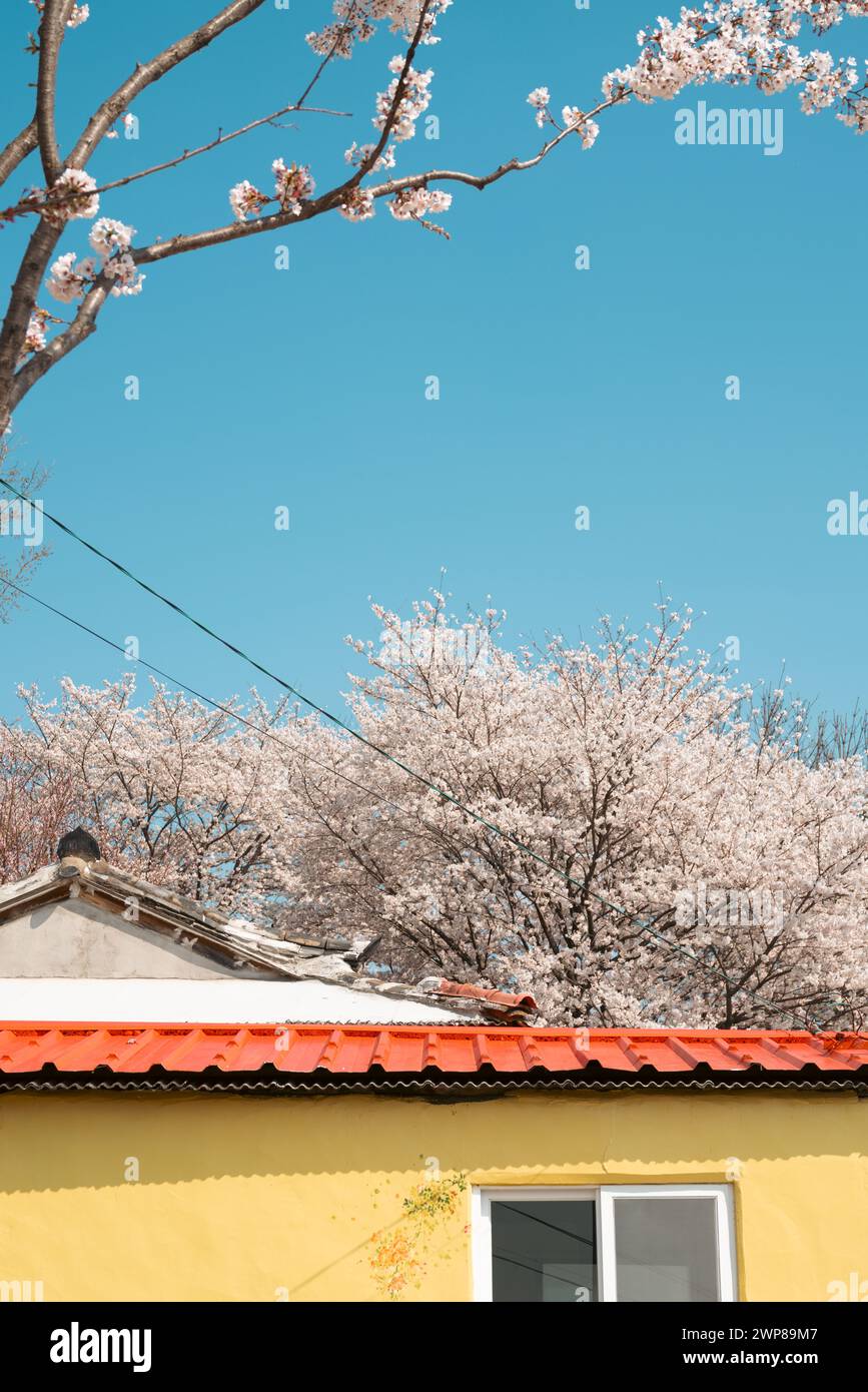 Casa dei fiori di ciliegio a Miryang, Corea Foto Stock