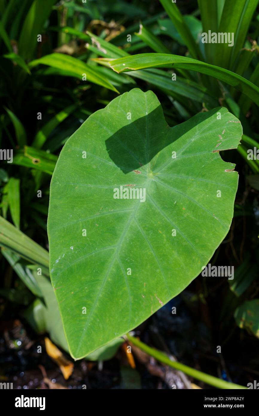 Orecchio di elefante ( Colocasia esculenta (L.) Schott ) cornice completa di foglie di taro. Foglie tropicali. Foto Stock