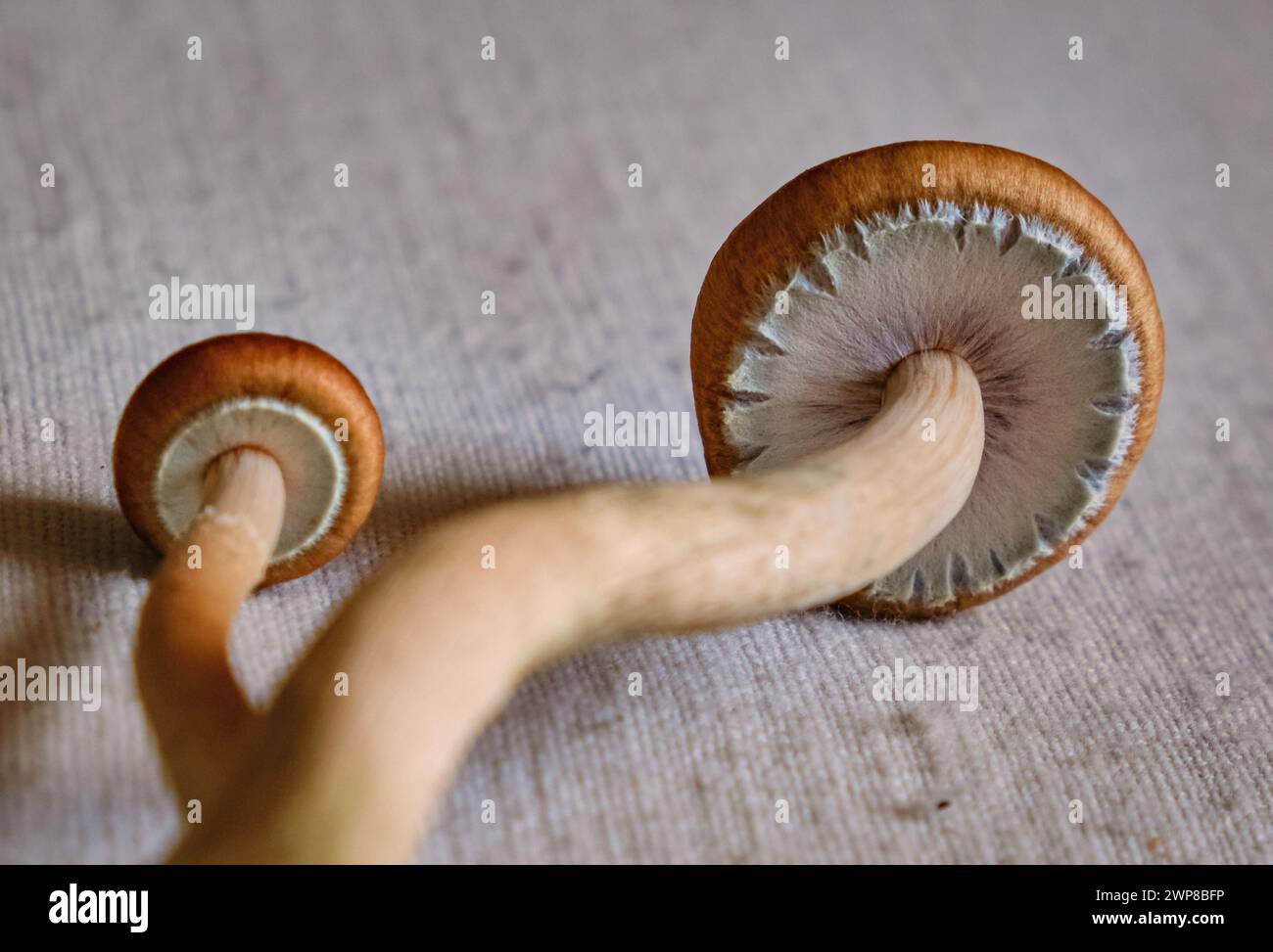 Funghi Psilocybe cubensis con velo del cappuccio intatto. Foto Stock