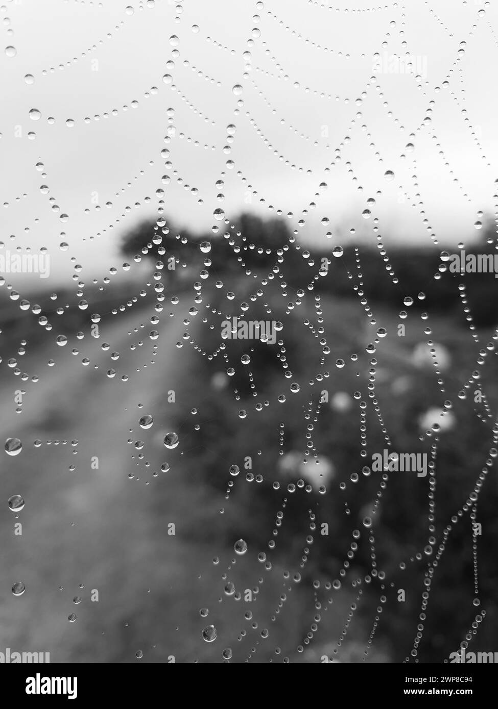 Le goccioline d'acqua su una ragnatela Foto Stock