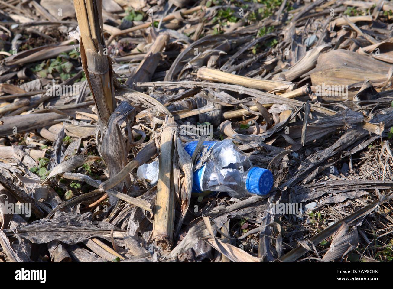 Una bottiglia di plastica in un campo di mais in inverno Foto Stock
