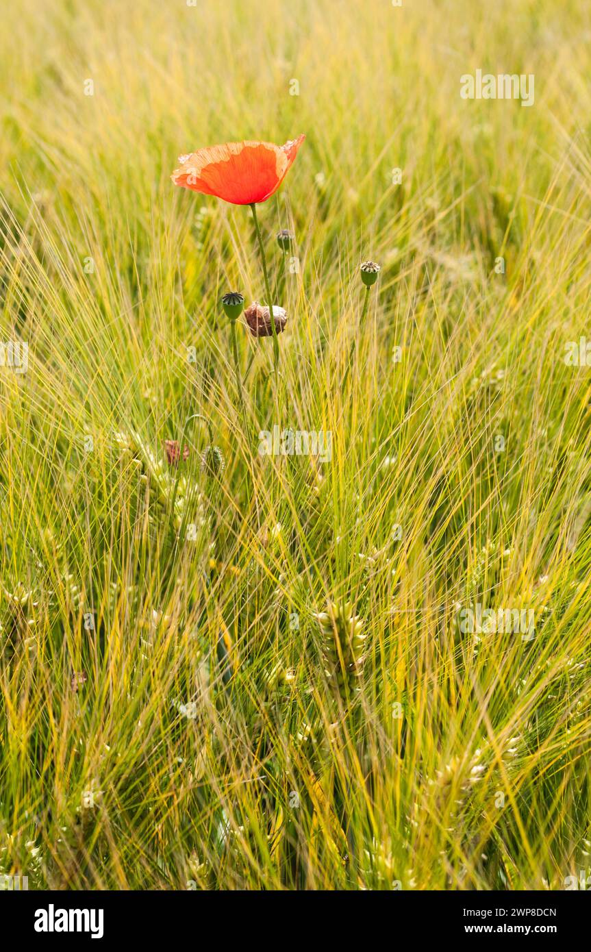 Un papavero in fiore (Papaver rhoeas) in un campo di orzo (Hordeum vulgare) in Germania Foto Stock