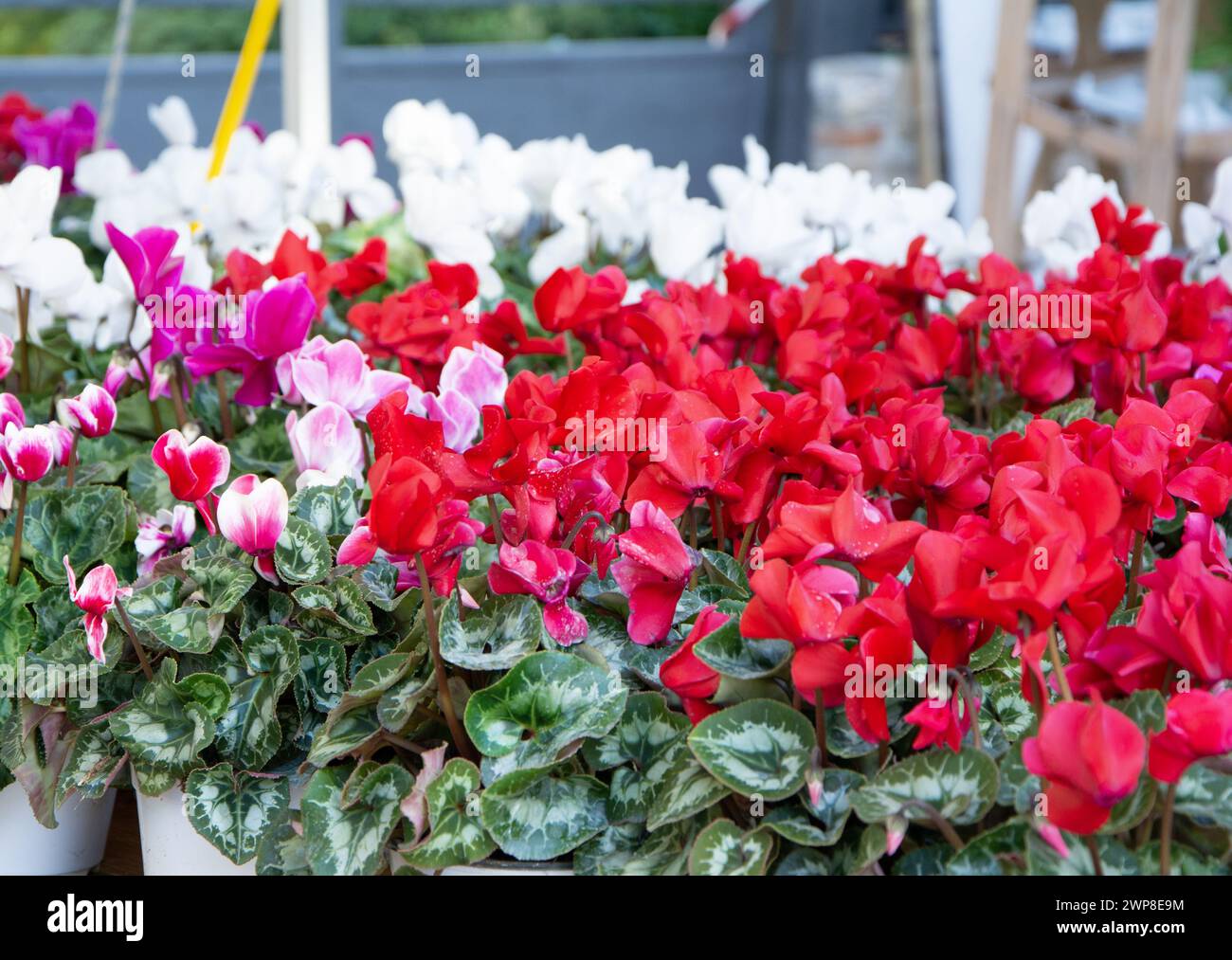 Campo vivace con fiori bianchi e rossi Foto Stock