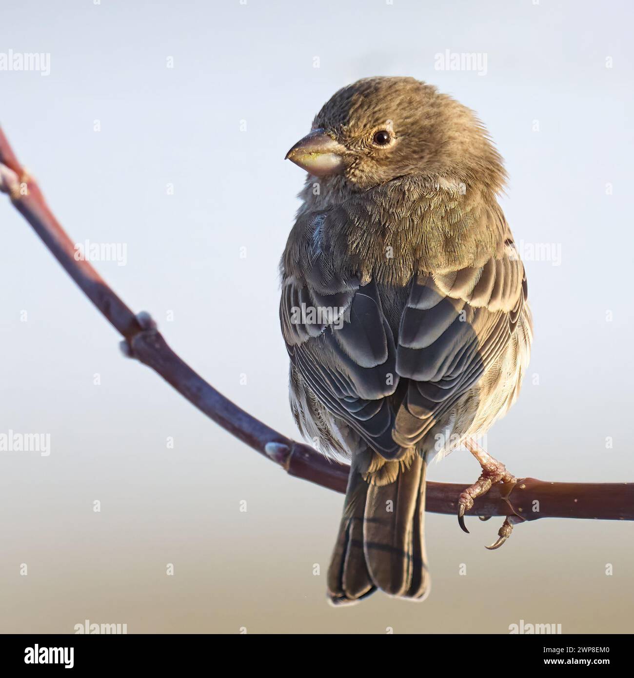 Una femmina House Finch arroccata su un ramo d'albero Foto Stock