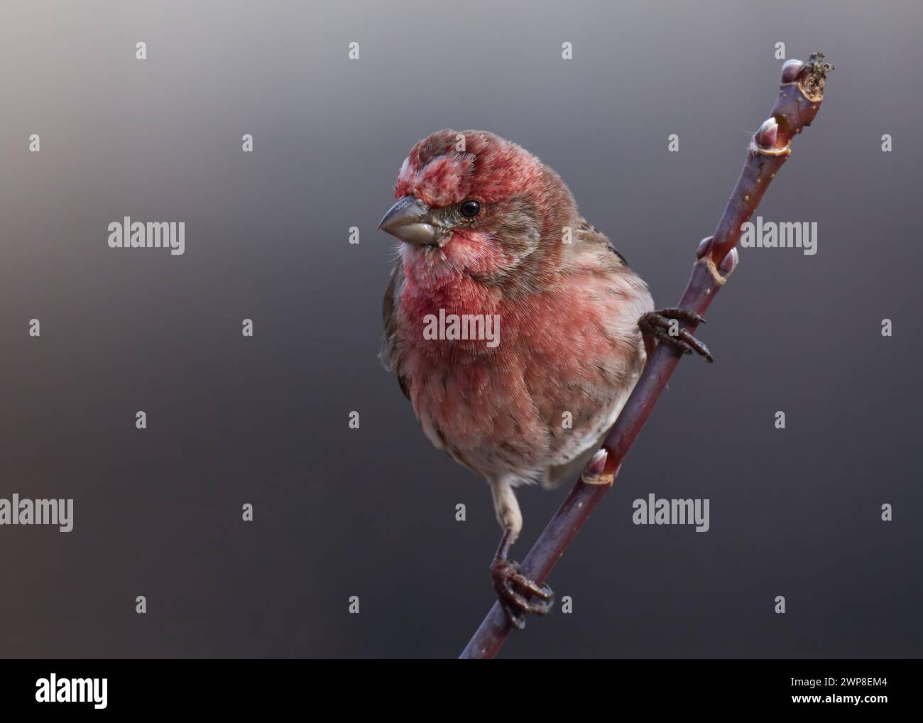 Un vivace maschio House Finch appollaiato su un ramo, che mostra un piumaggio colorato Foto Stock
