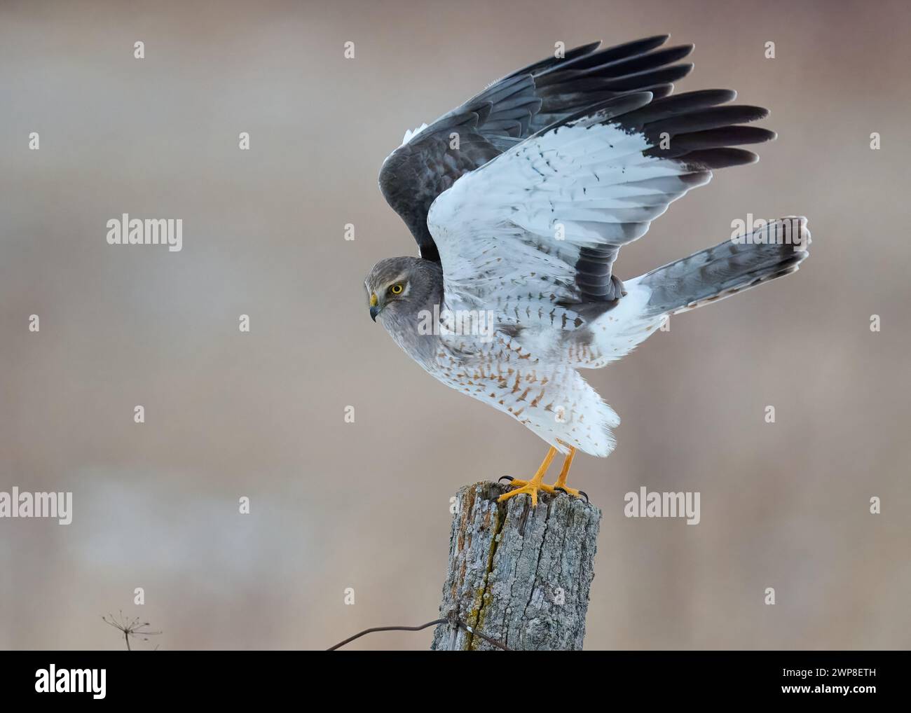 Un Harrier del Nord appollaiato su un palo che allungava le ali Foto Stock