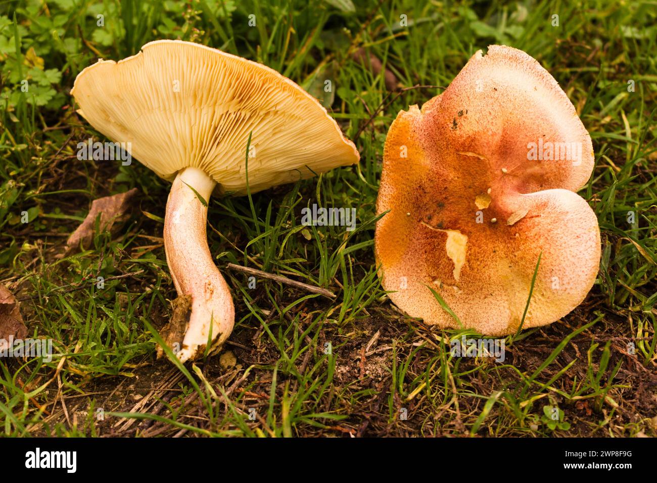Un primo piano di funghi sull'erba Foto Stock