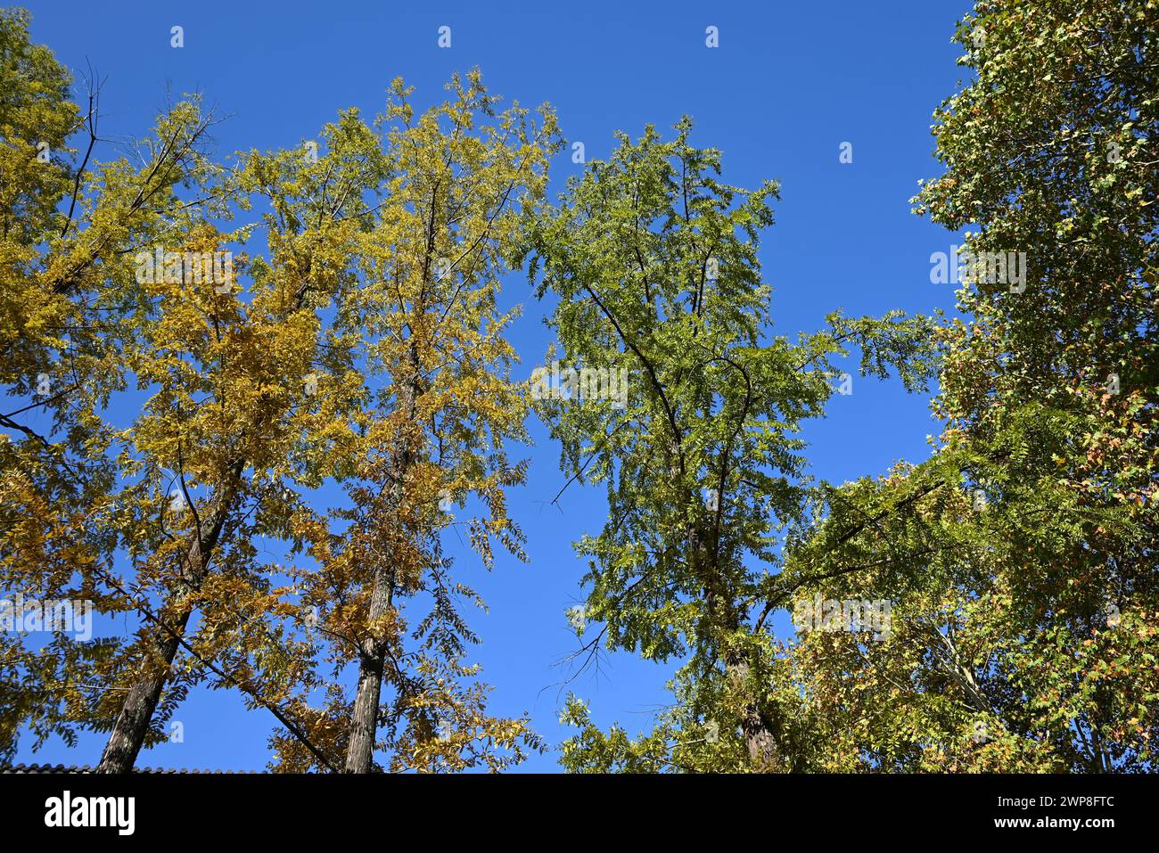foglie verdi e gialle contro il cielo azzurro nel pomeriggio soleggiato Foto Stock