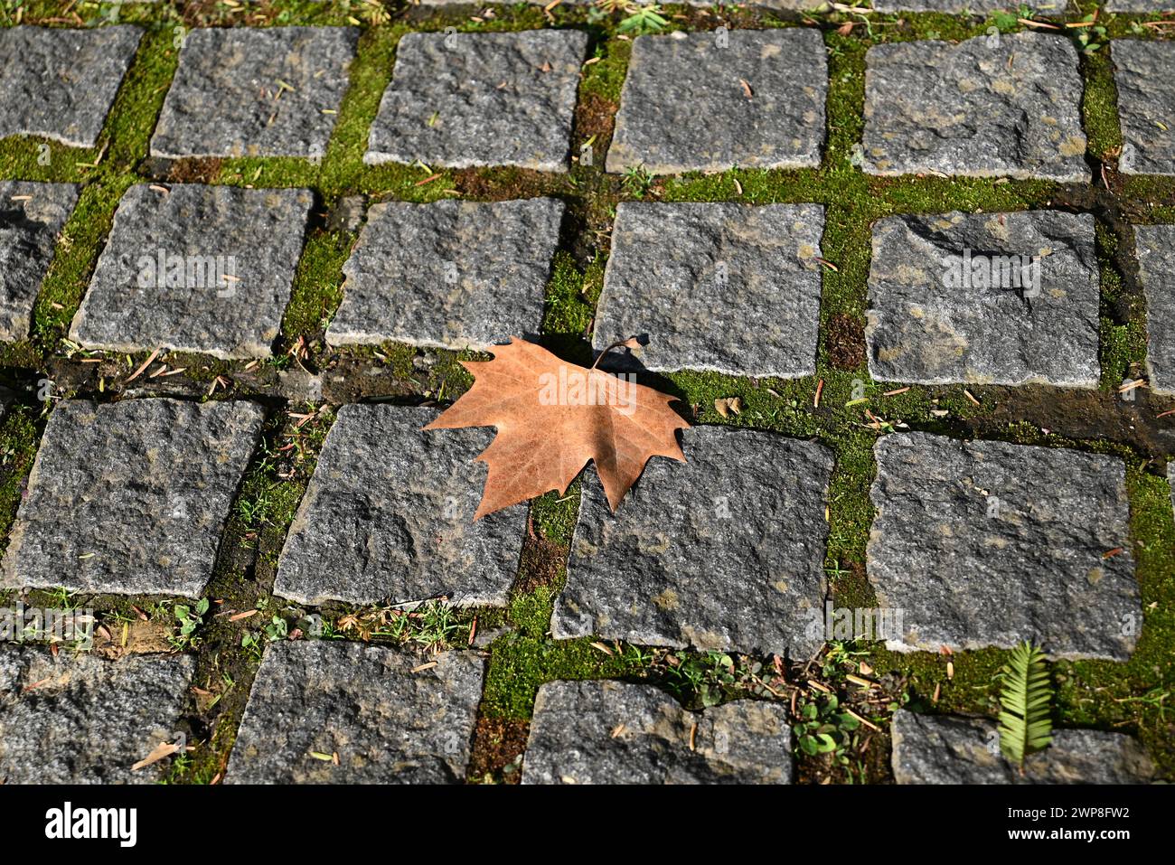 una foglia marrone cade sul pavimento con piastrelle di pietra nel soleggiato pomeriggio Foto Stock