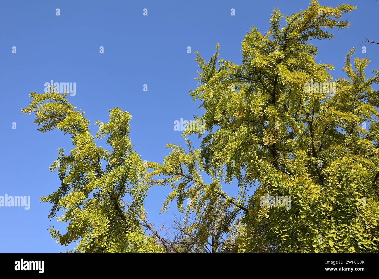 foglie verdi e gialle contro il cielo azzurro nella soleggiata giornata pomeridiana Foto Stock