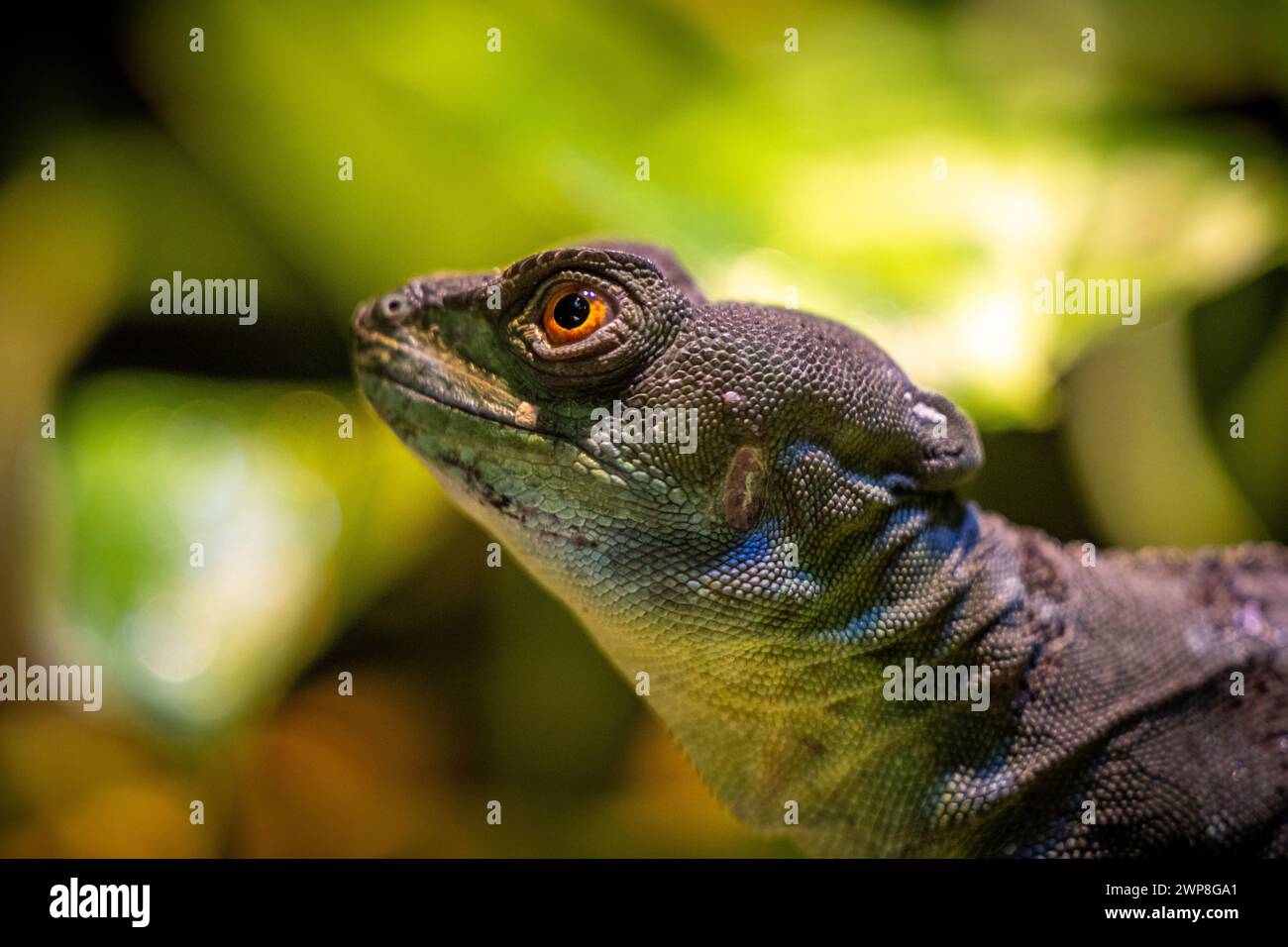 Un primo piano di un basilisco a doppia cresta che guarda in avanti su uno sfondo di lussureggiante fogliame Foto Stock