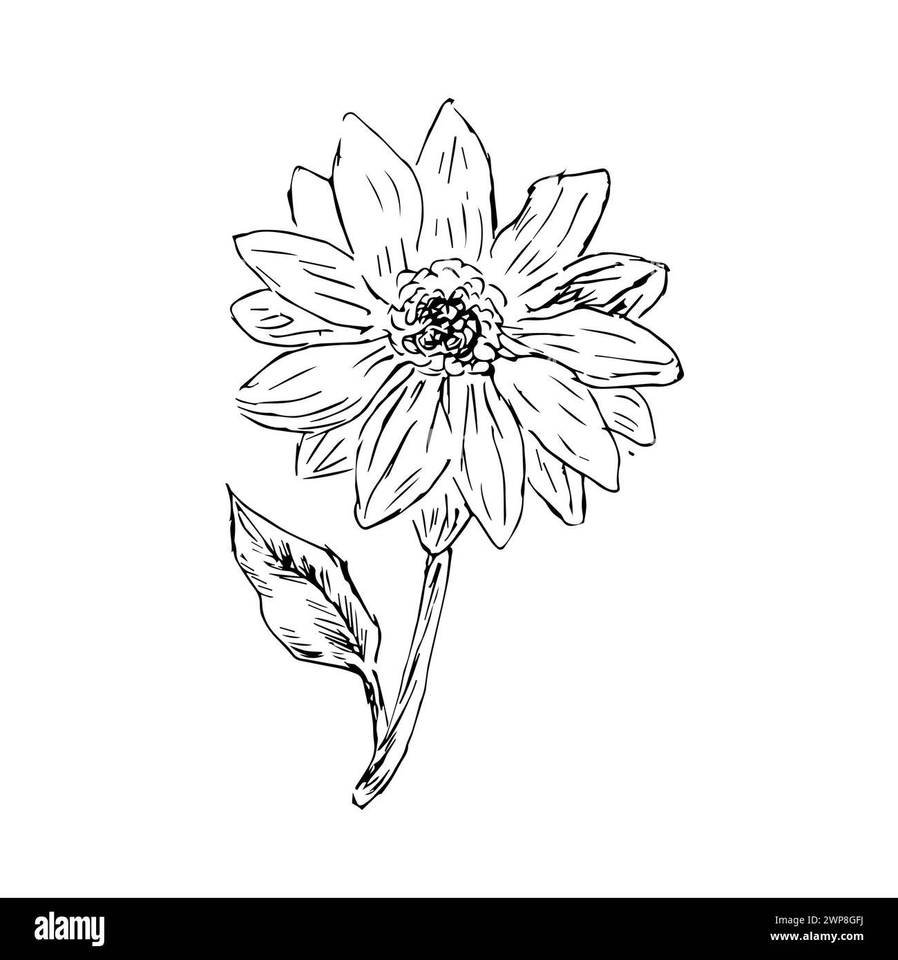 bozzetto di miele e girasole isolato. L'illustrazione vettoriale può essere utilizzata per la progettazione botanica, per i poster e per la stampa di interni. Illustrati vintage retrò Illustrazione Vettoriale