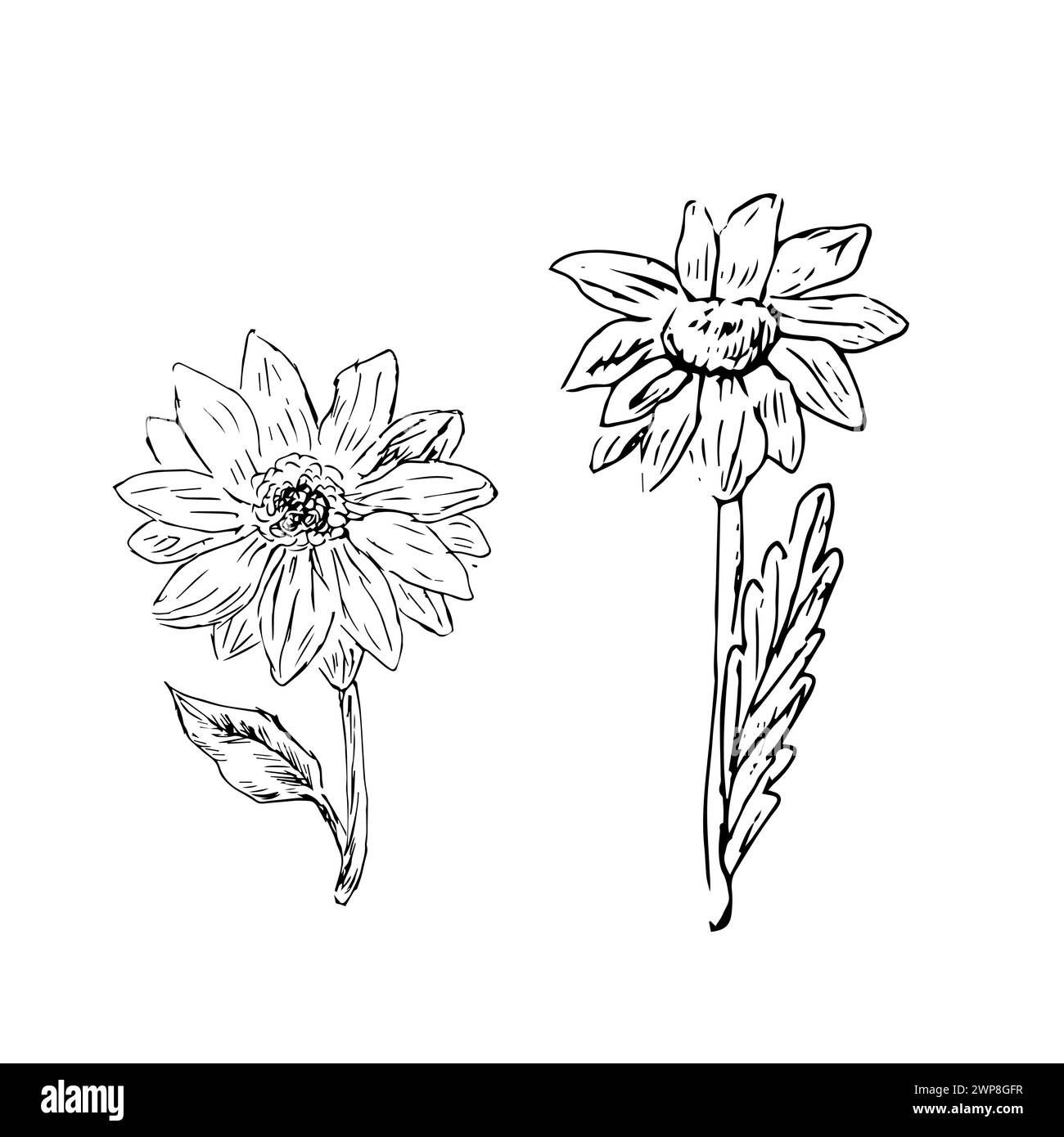 bozzetto di fiori di miele isolati. L'illustrazione vettoriale può essere utilizzata per la progettazione botanica, per i poster e per la stampa di interni. Illustrazione vintage retrò Illustrazione Vettoriale