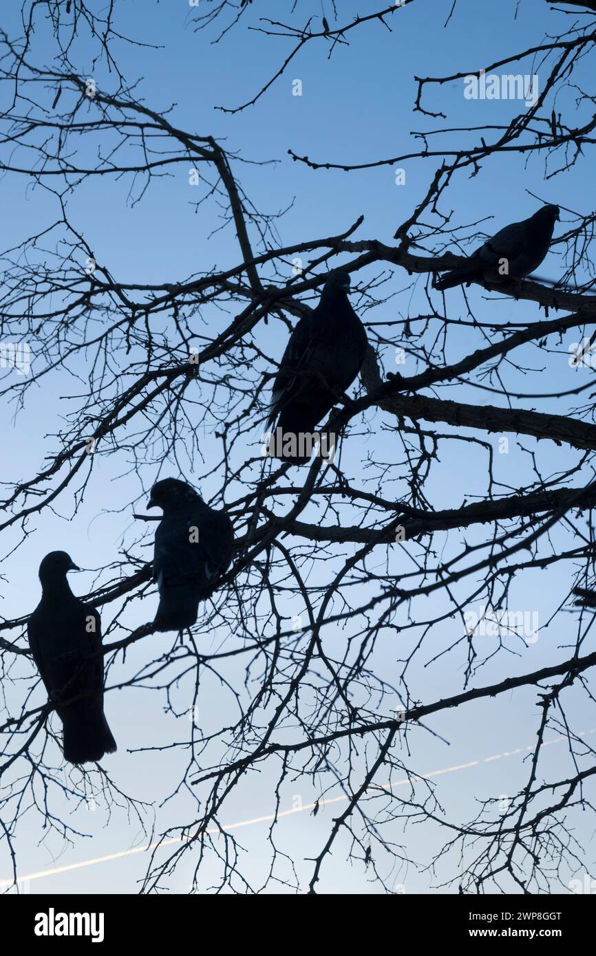Qui vediamo un mucchio di piccioni arroccati su un albero a St Helens Wharf, alle prime luci d'inverno. Il Wharf è un luogo di notevole bellezza sul fiume Tamigi, j Foto Stock